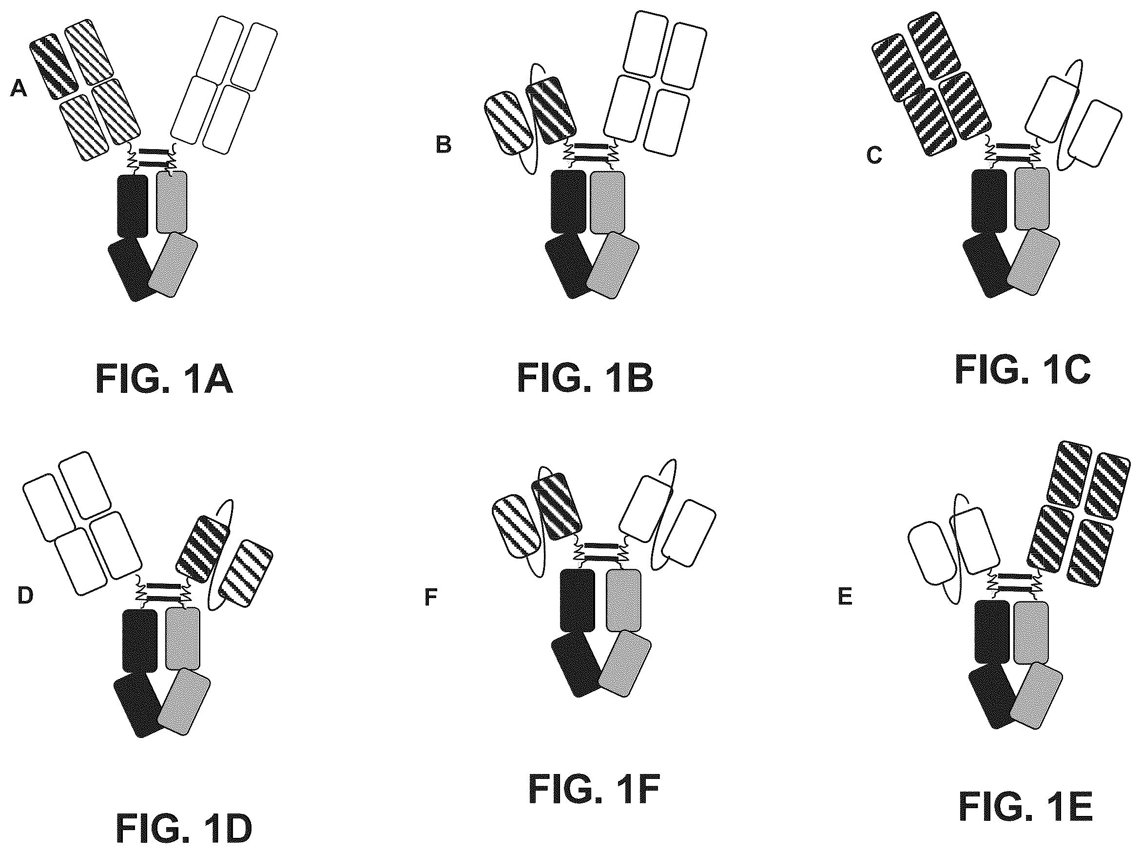Patent US12157775 — Methods of using bispecific antigen-binding constructs targeting HER2 — Figure 1