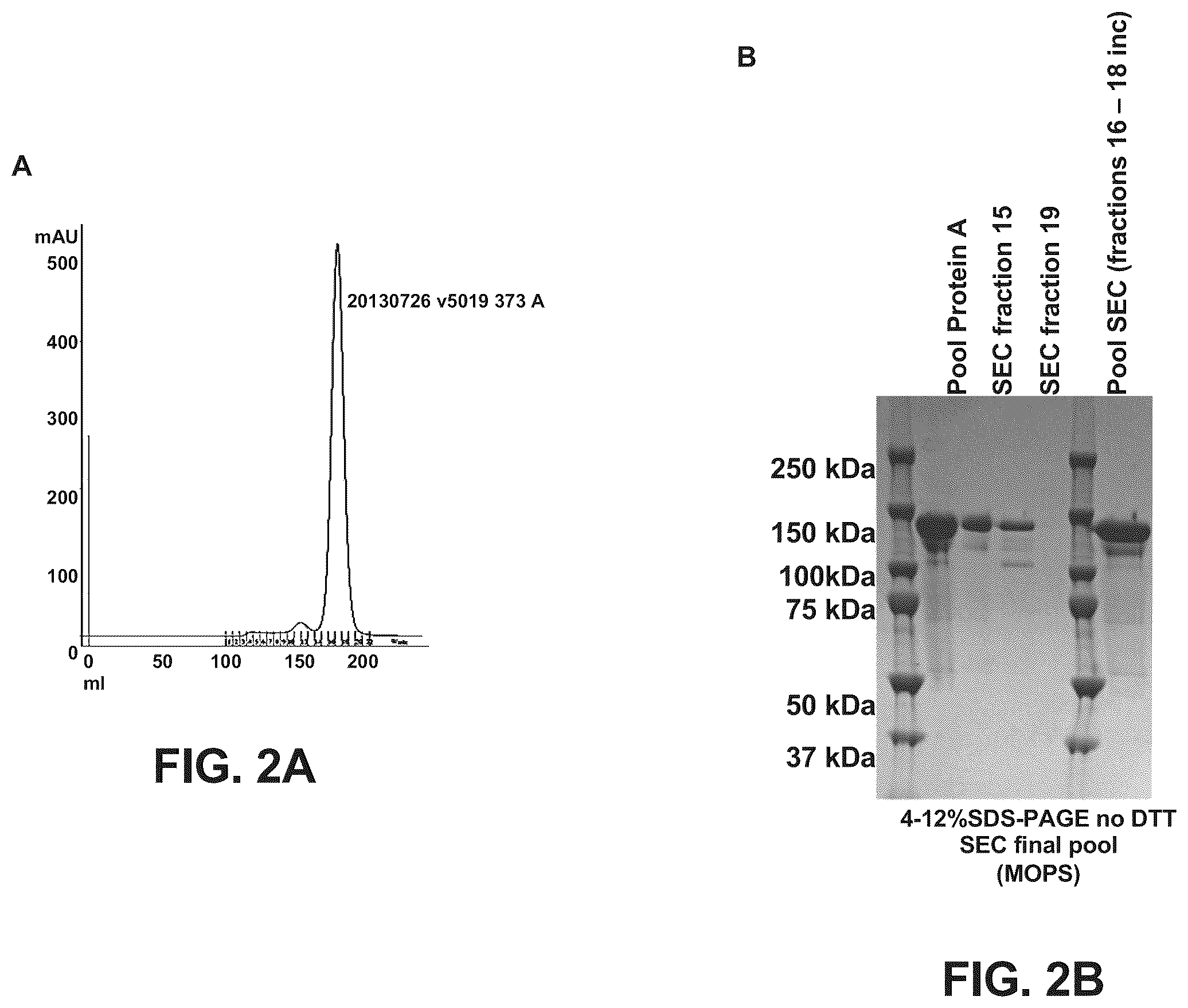 Patent US12157775 Figure 2 – Methods of using bispecific antigen-binding constructs targeting HER2