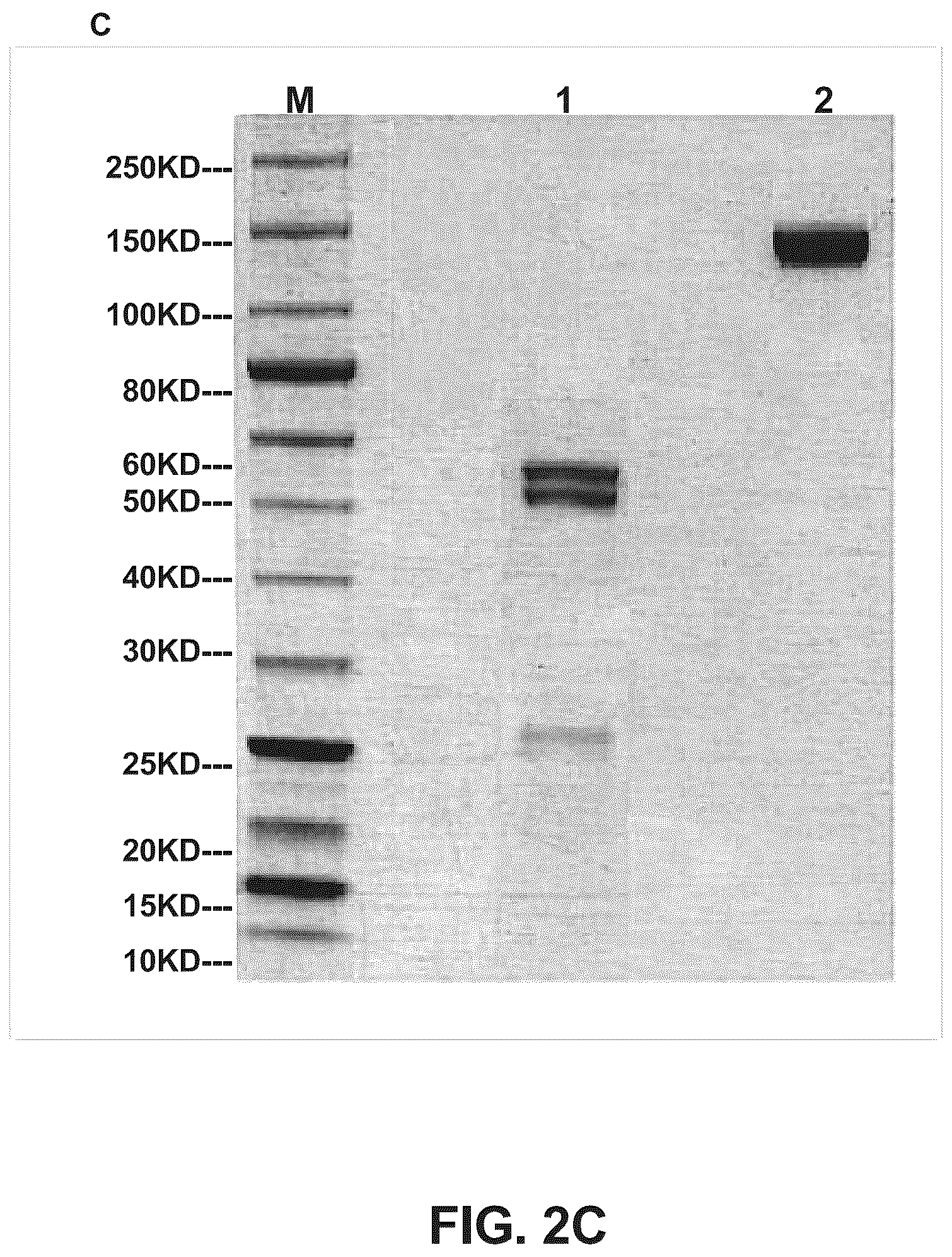 Patent US12157775 Figure 3 – Methods of using bispecific antigen-binding constructs targeting HER2