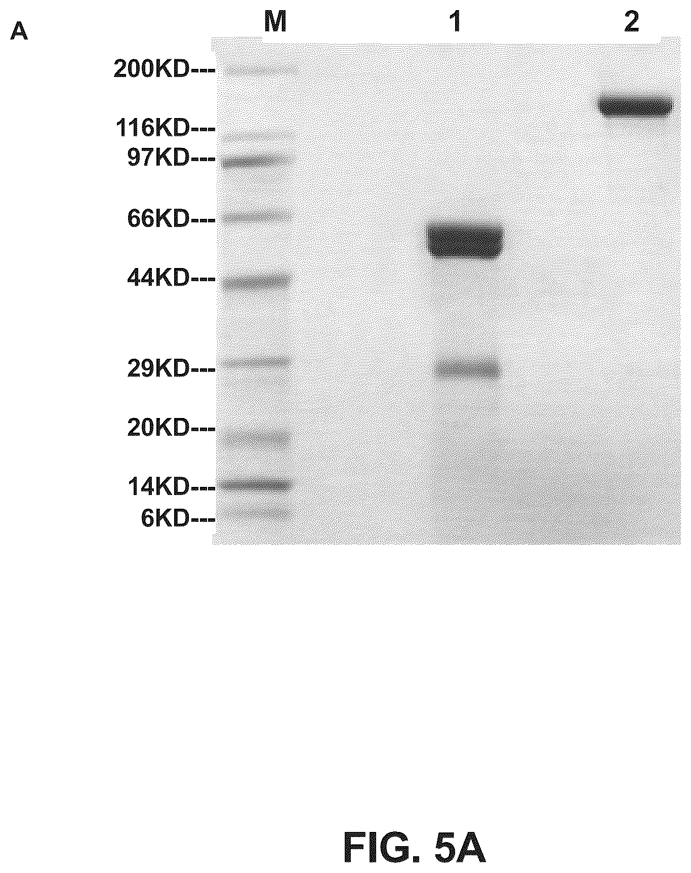 Patent US12157775 Figure 8 – Methods of using bispecific antigen-binding constructs targeting HER2
