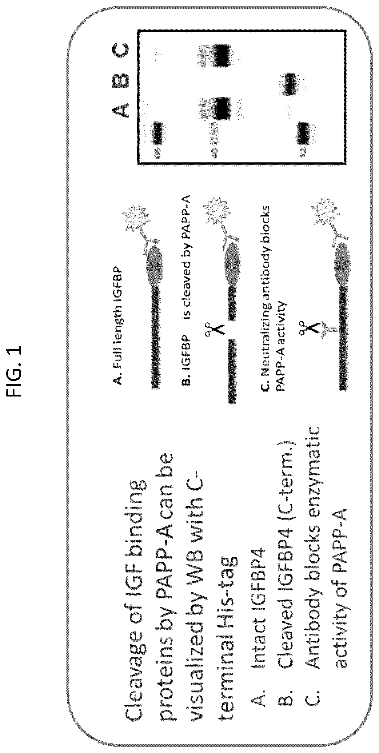 Patent US12157776 Figure 1 – Anti-PAPP-A antibodies and methods of use thereof