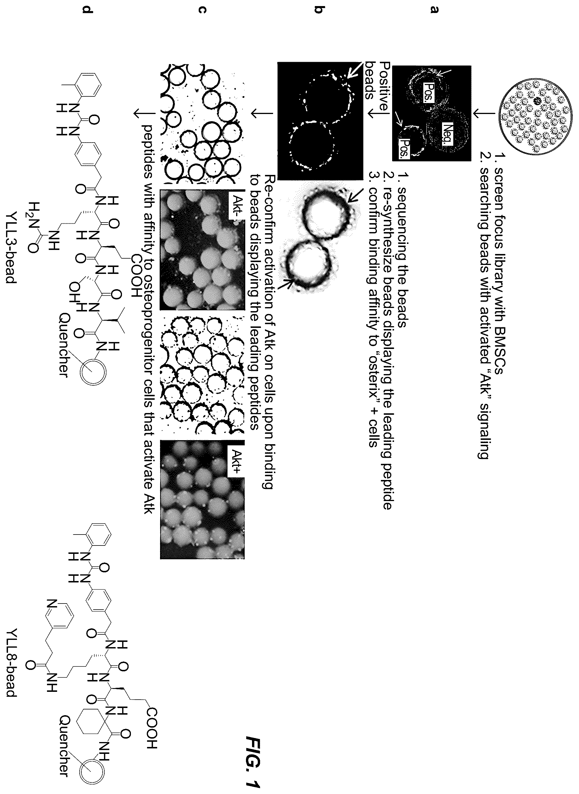 Patent US12157778 Figure 1 – Peptides for activation of cell signaling in osteoprogenitor cells