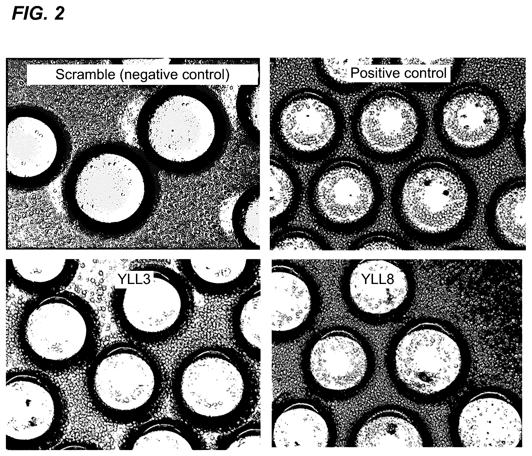 Patent US12157778 Figure 2 – Peptides for activation of cell signaling in osteoprogenitor cells