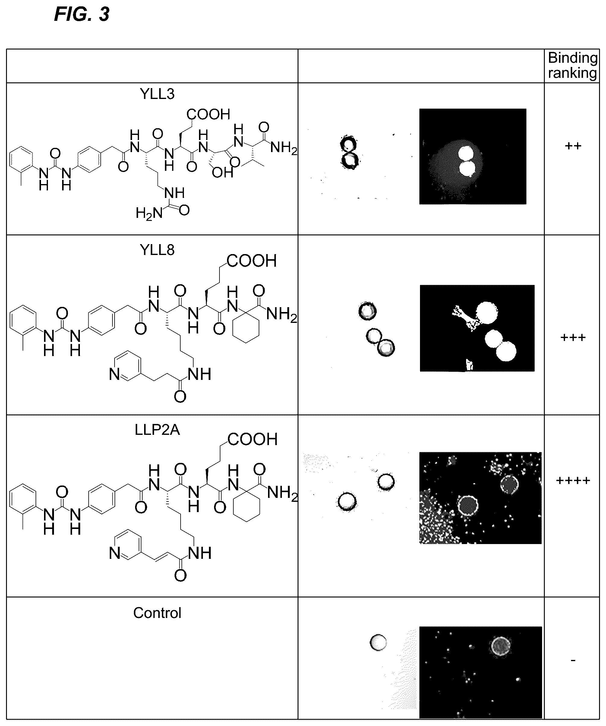 Patent US12157778 Figure 3 – Peptides for activation of cell signaling in osteoprogenitor cells