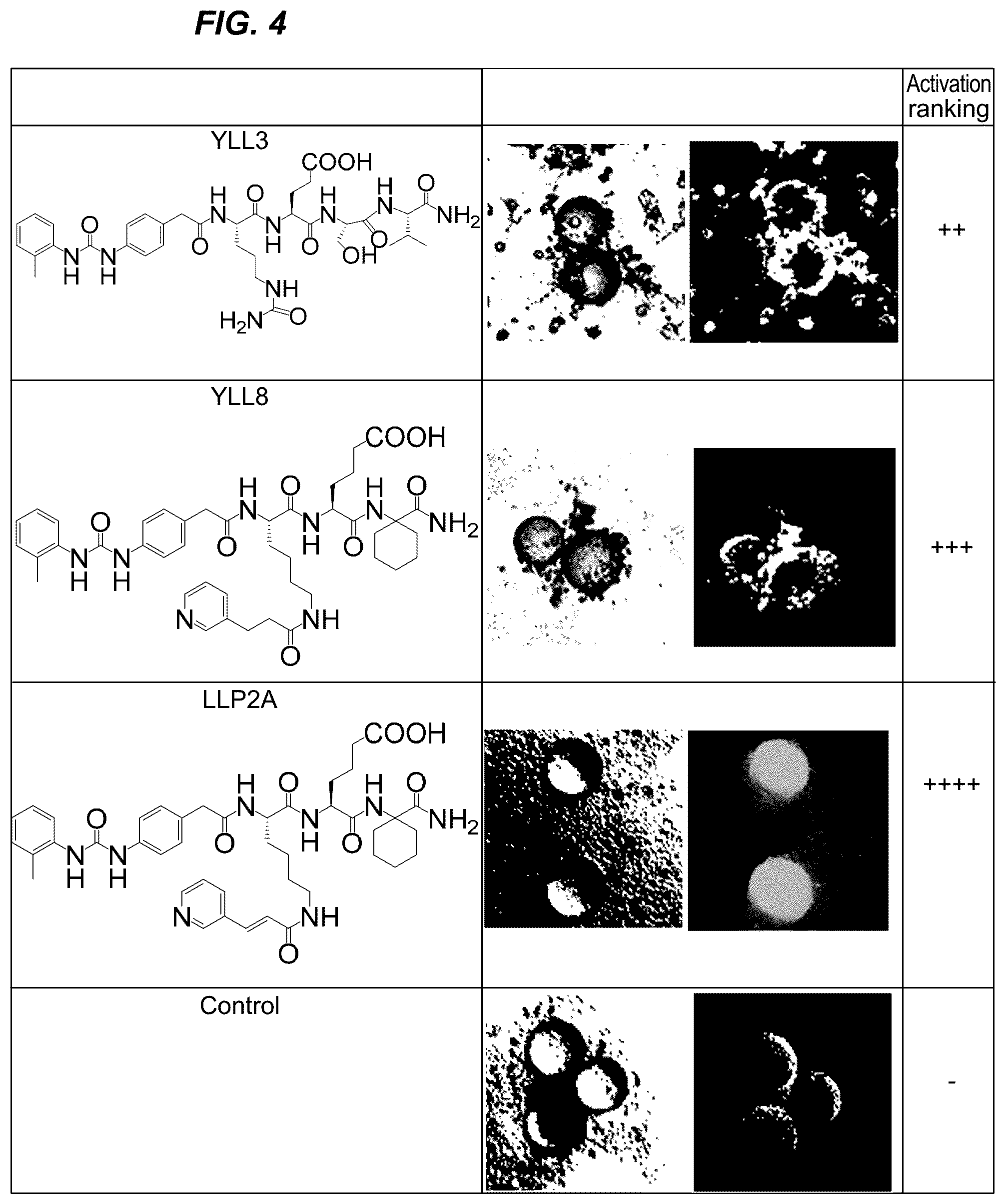 Patent US12157778 Figure 4 – Peptides for activation of cell signaling in osteoprogenitor cells