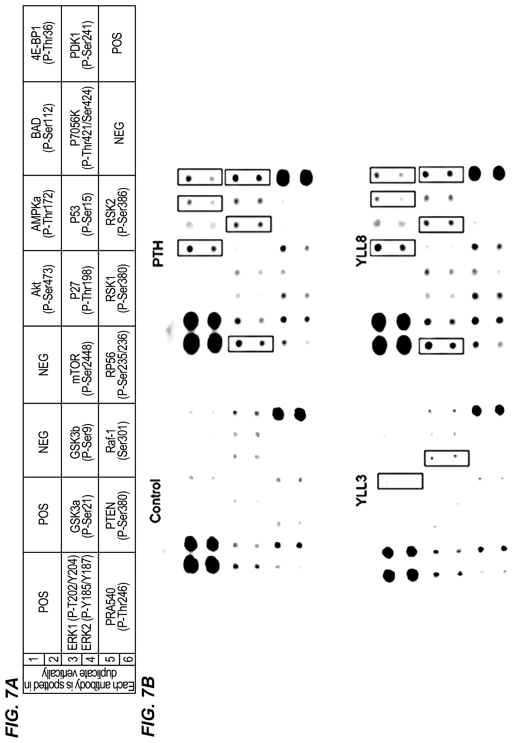 Patent US12157778 Figure 7 – Peptides for activation of cell signaling in osteoprogenitor cells