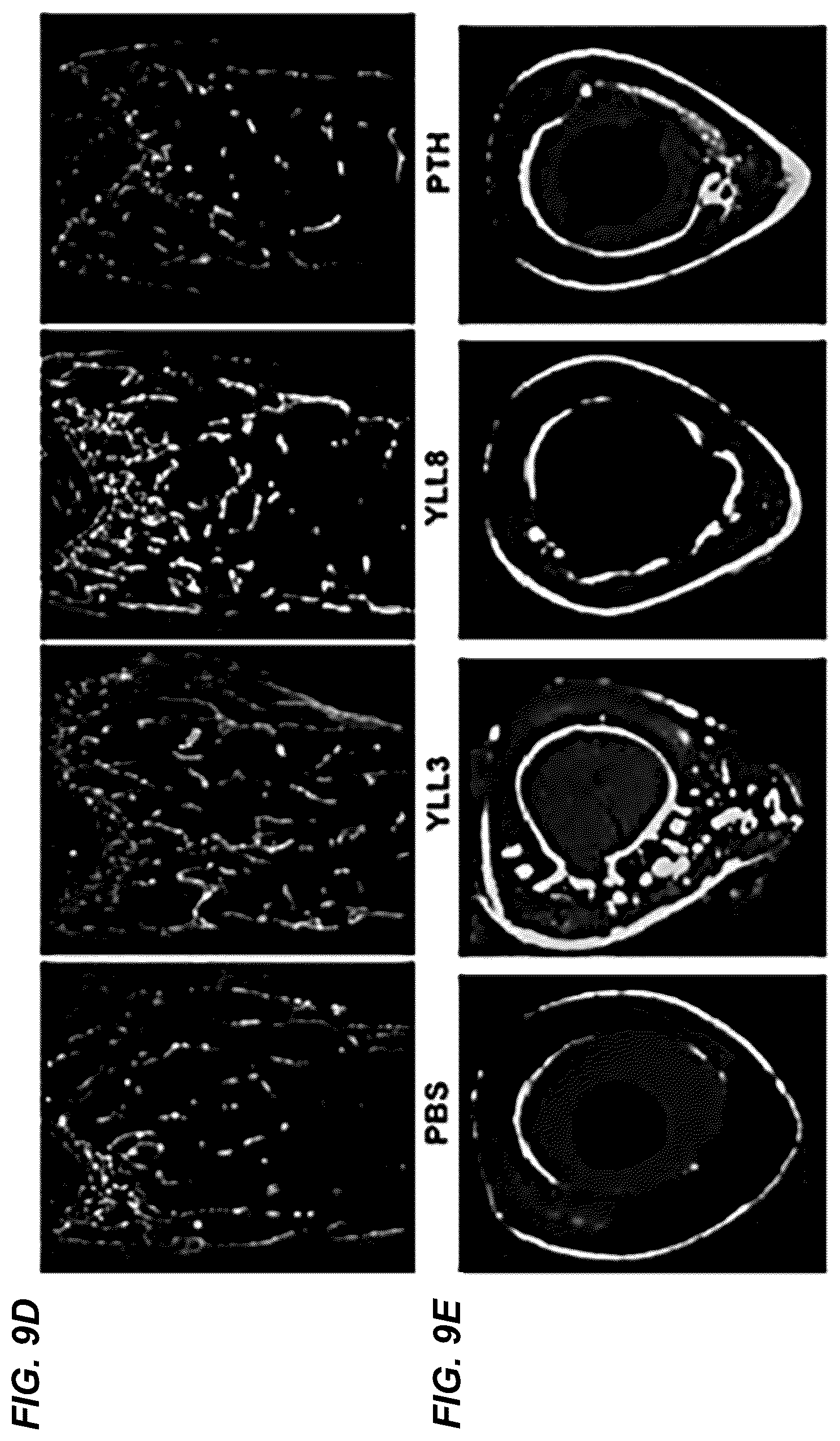 Patent US12157778 Figure 11 – Peptides for activation of cell signaling in osteoprogenitor cells