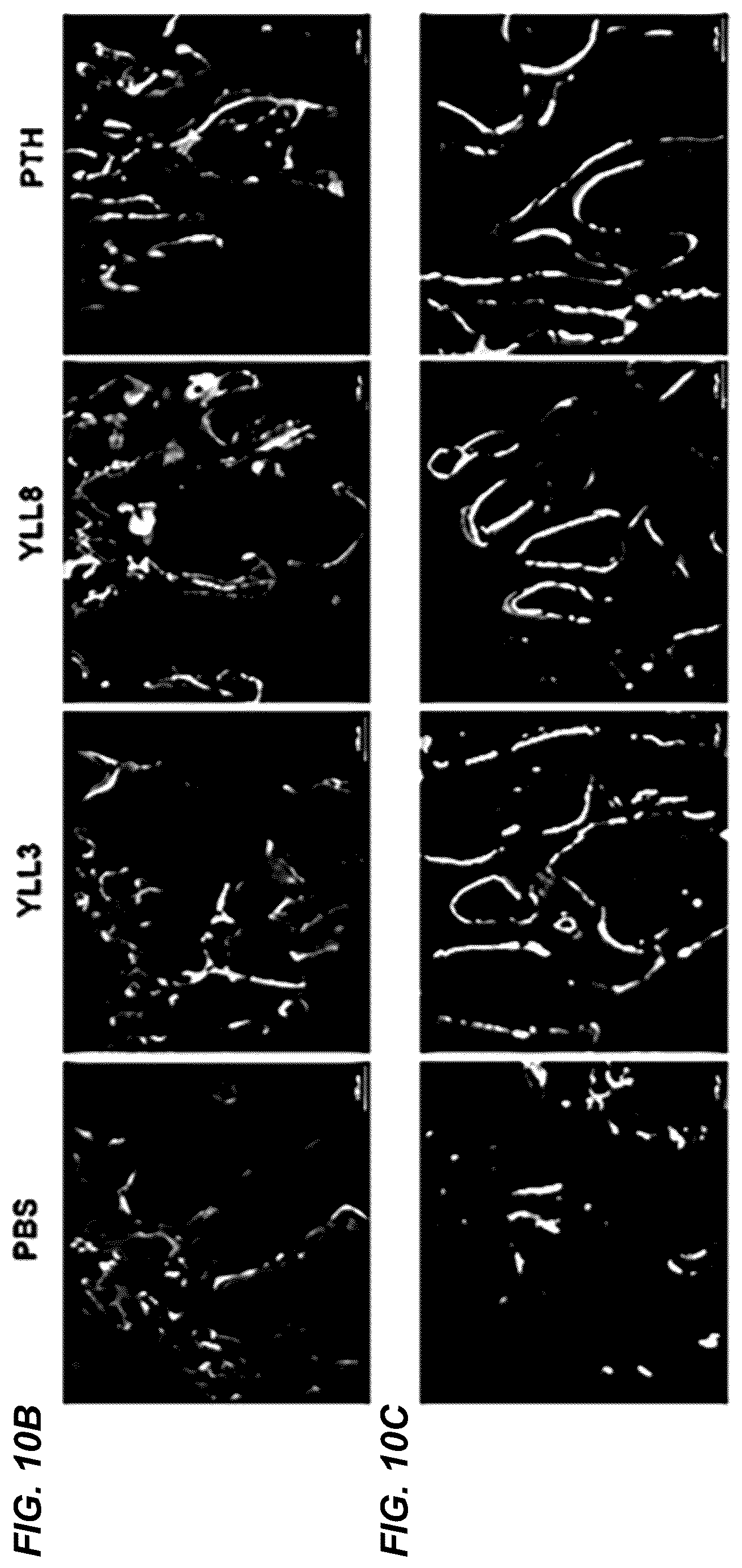 Patent US12157778 Figure 13 – Peptides for activation of cell signaling in osteoprogenitor cells