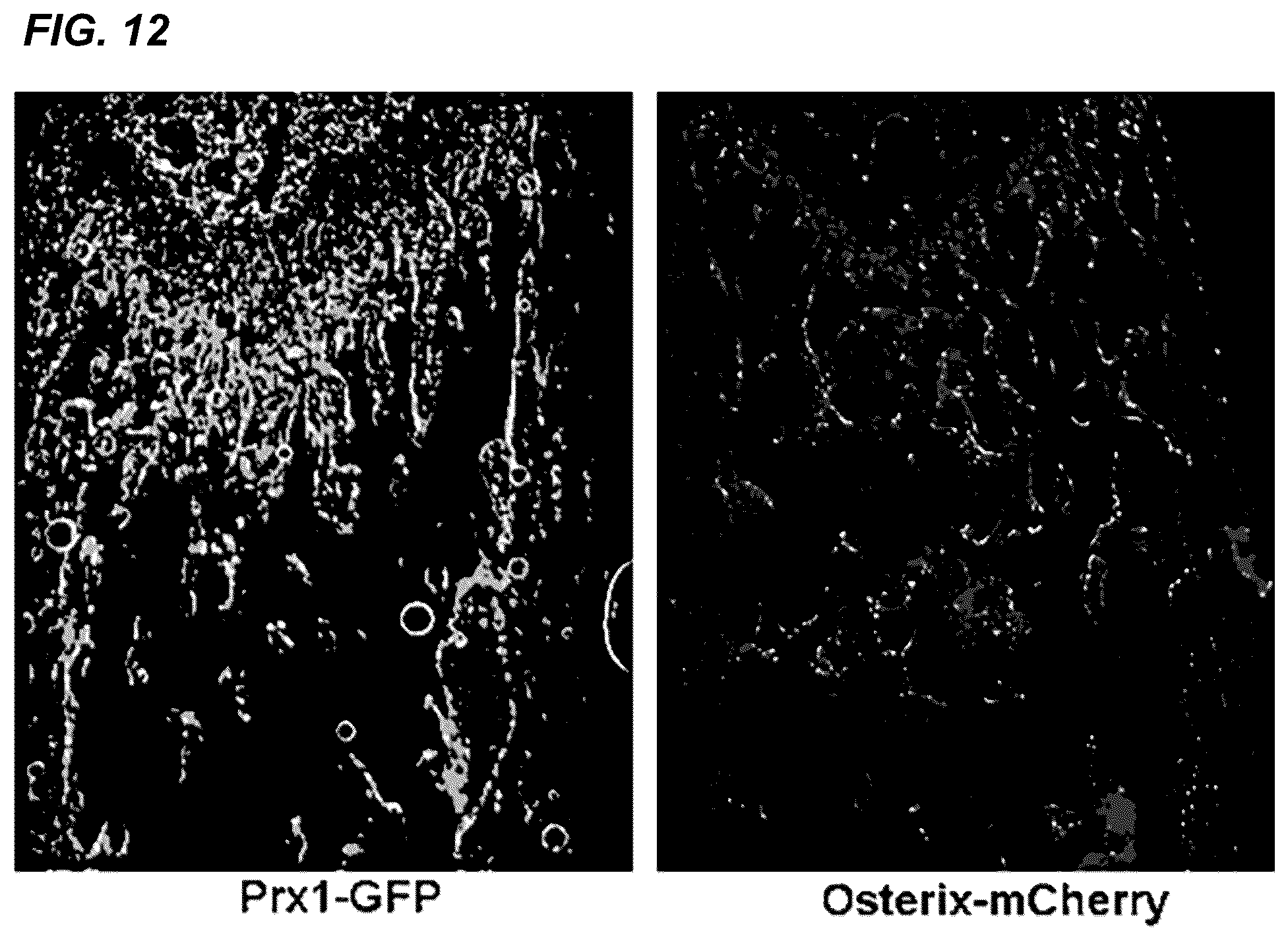 Patent US12157778 Figure 16 – Peptides for activation of cell signaling in osteoprogenitor cells