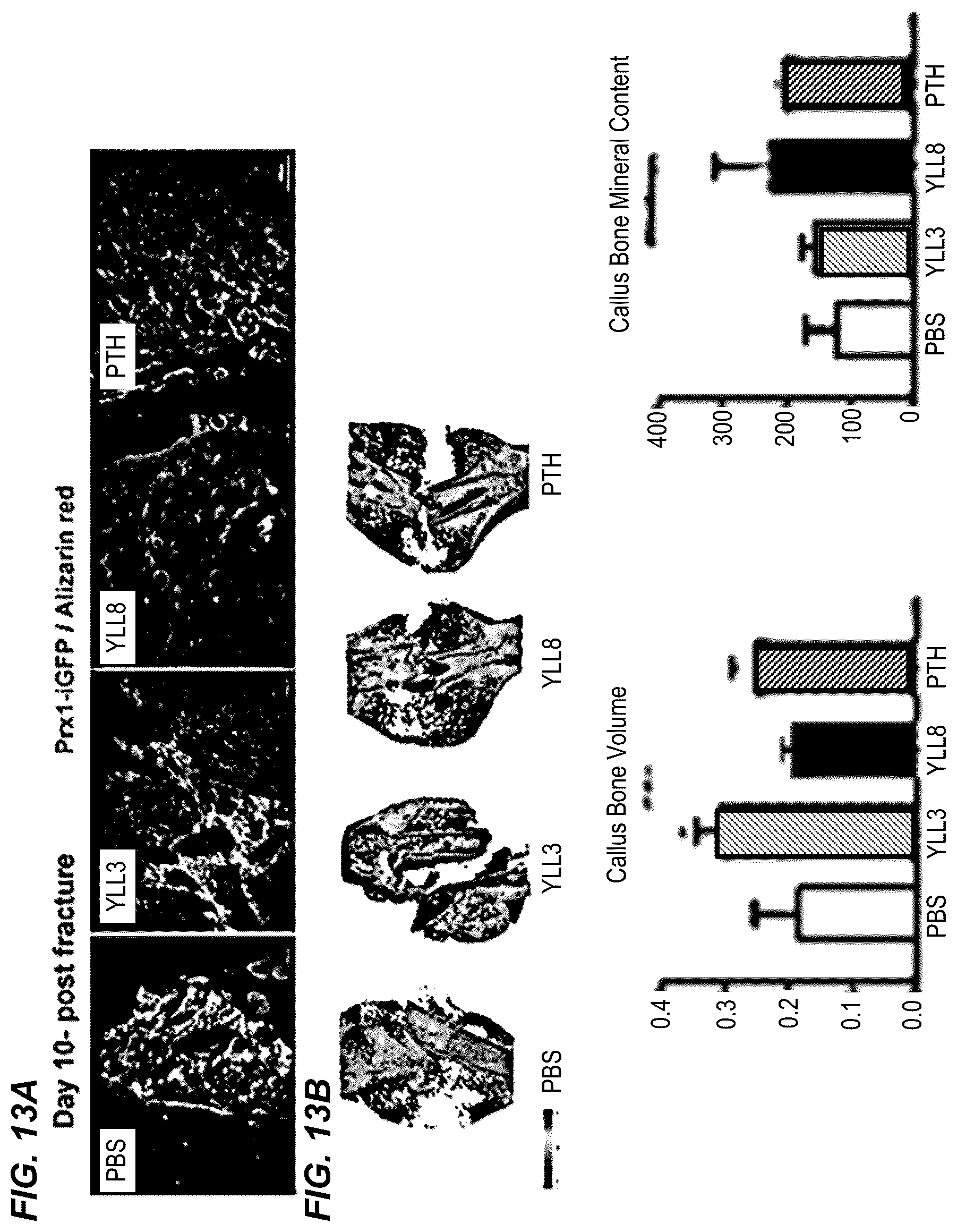 Patent US12157778 Figure 17 – Peptides for activation of cell signaling in osteoprogenitor cells