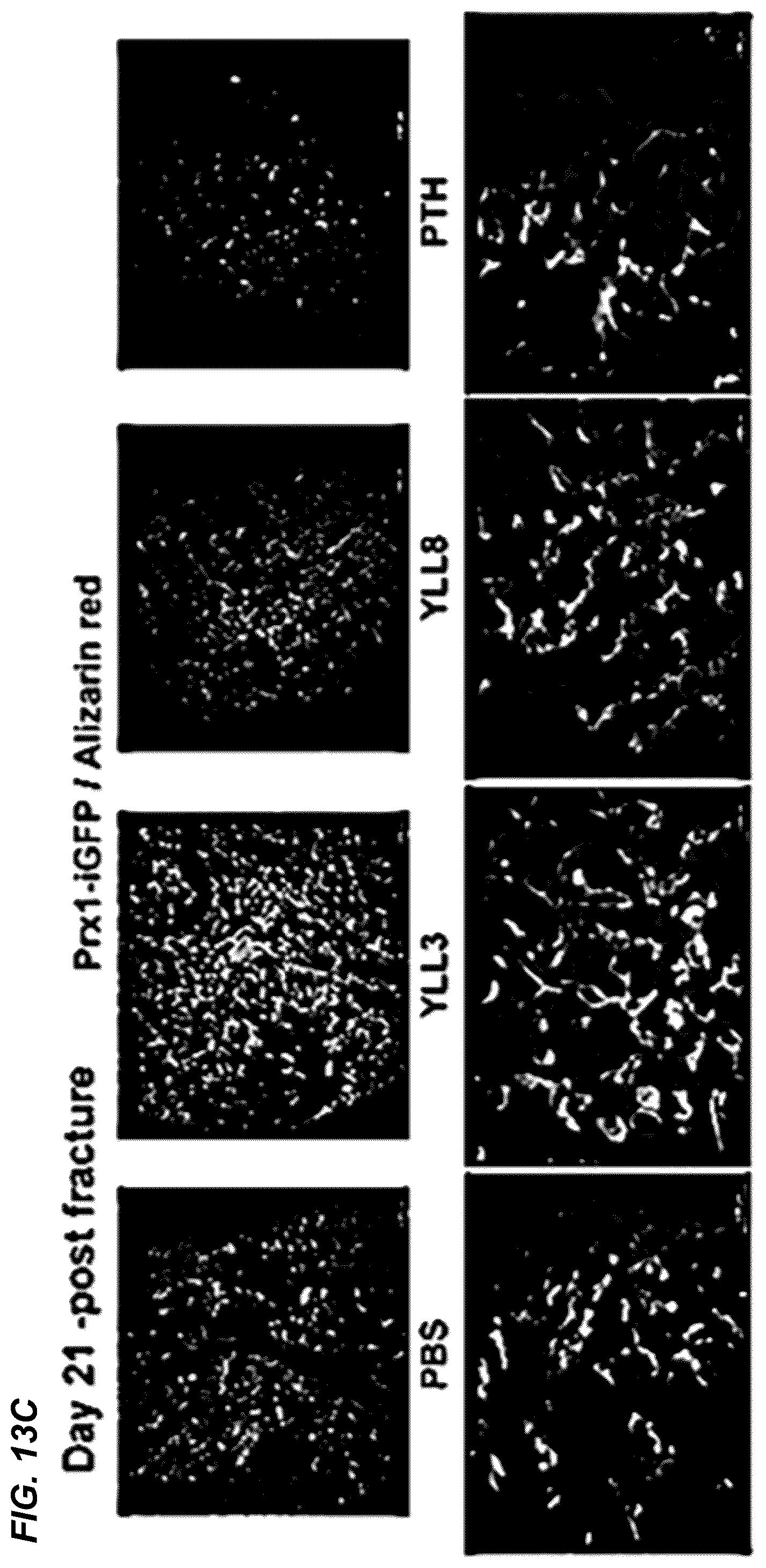 Patent US12157778 Figure 18 – Peptides for activation of cell signaling in osteoprogenitor cells