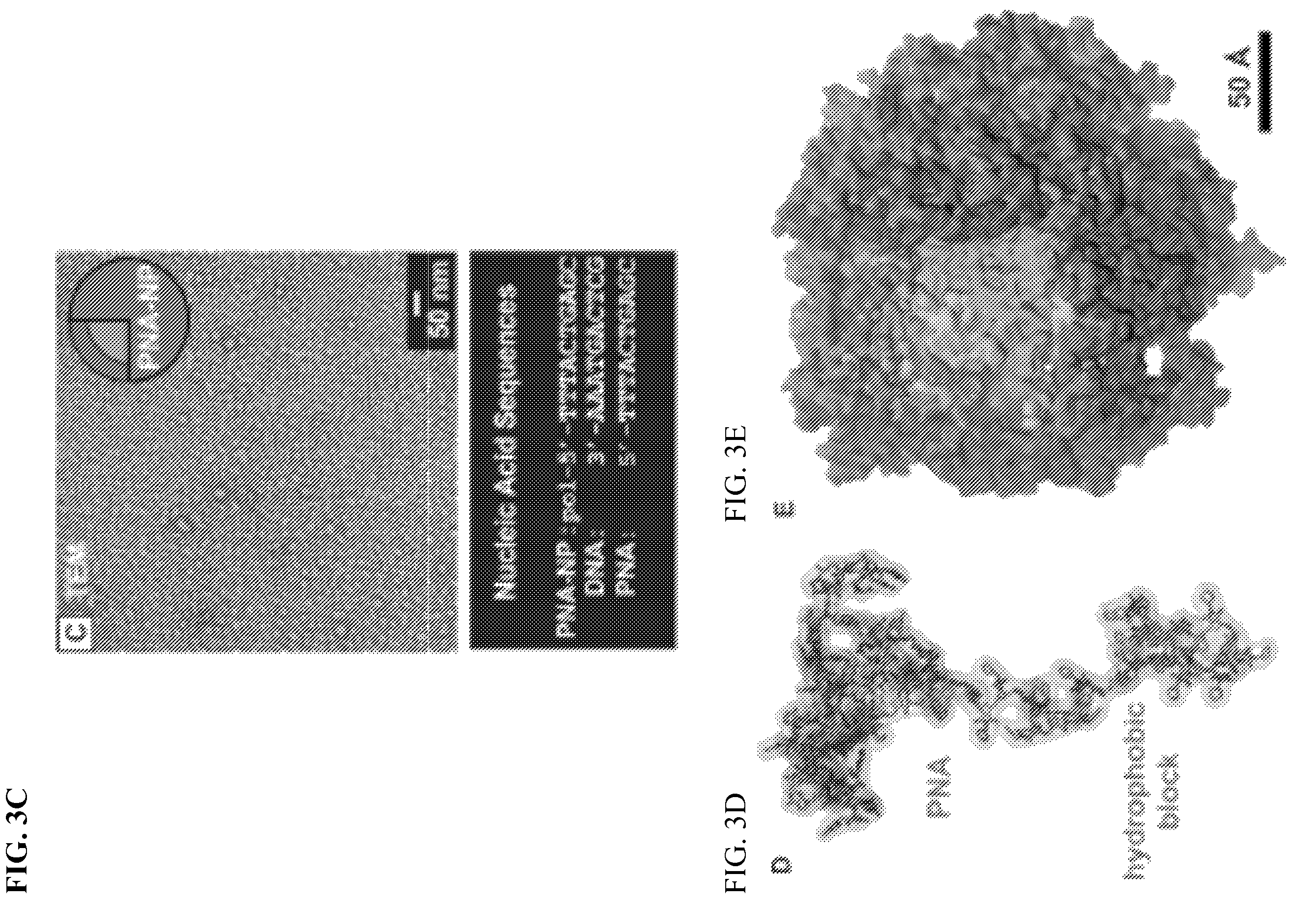Patent US12157791 Figure 4 – Compositions and methods of making polymerized nucleic acids