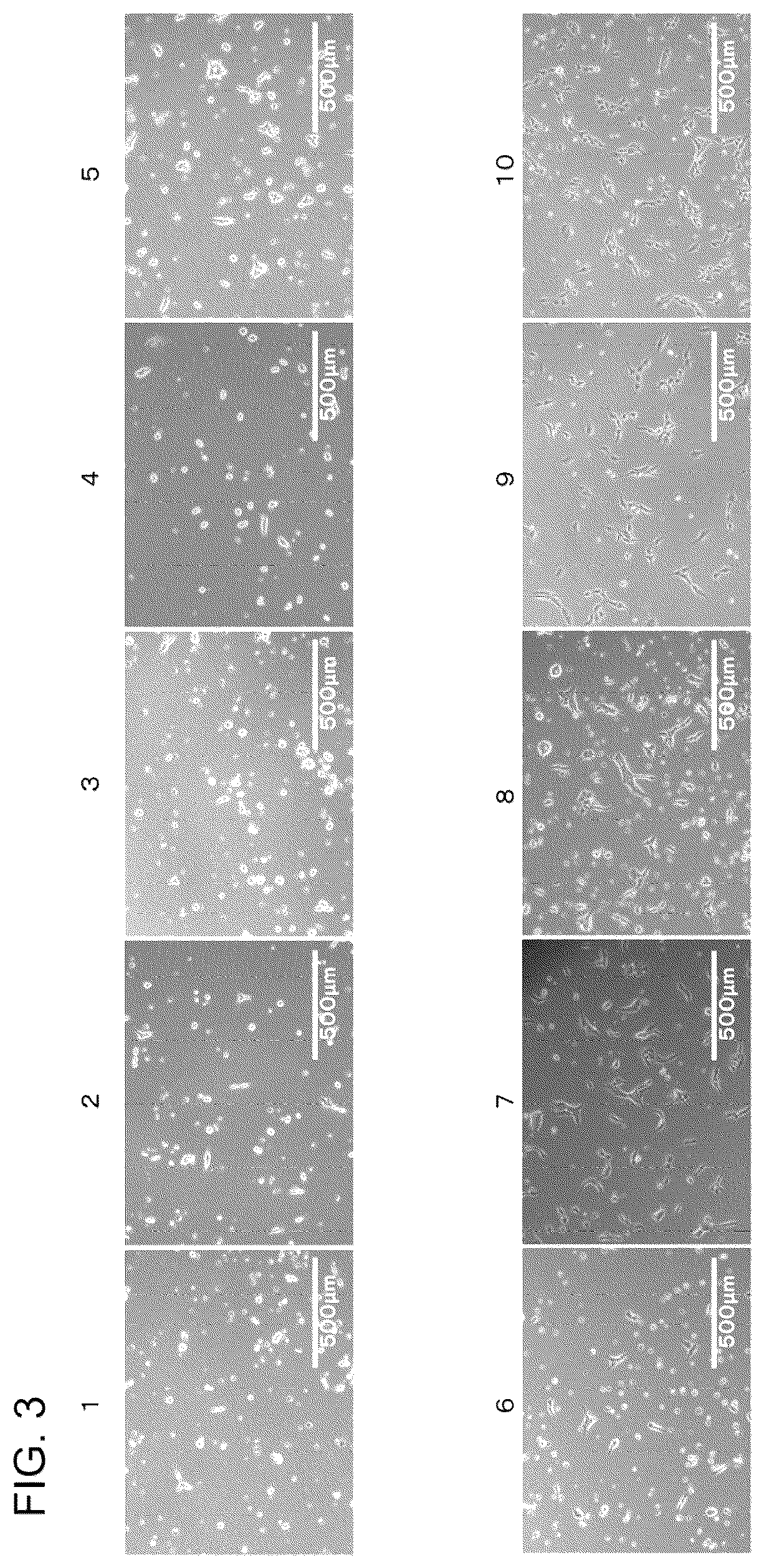Patent US12157875 Figure 3 – Scaffolding material for cell cultures and cell culture method using same