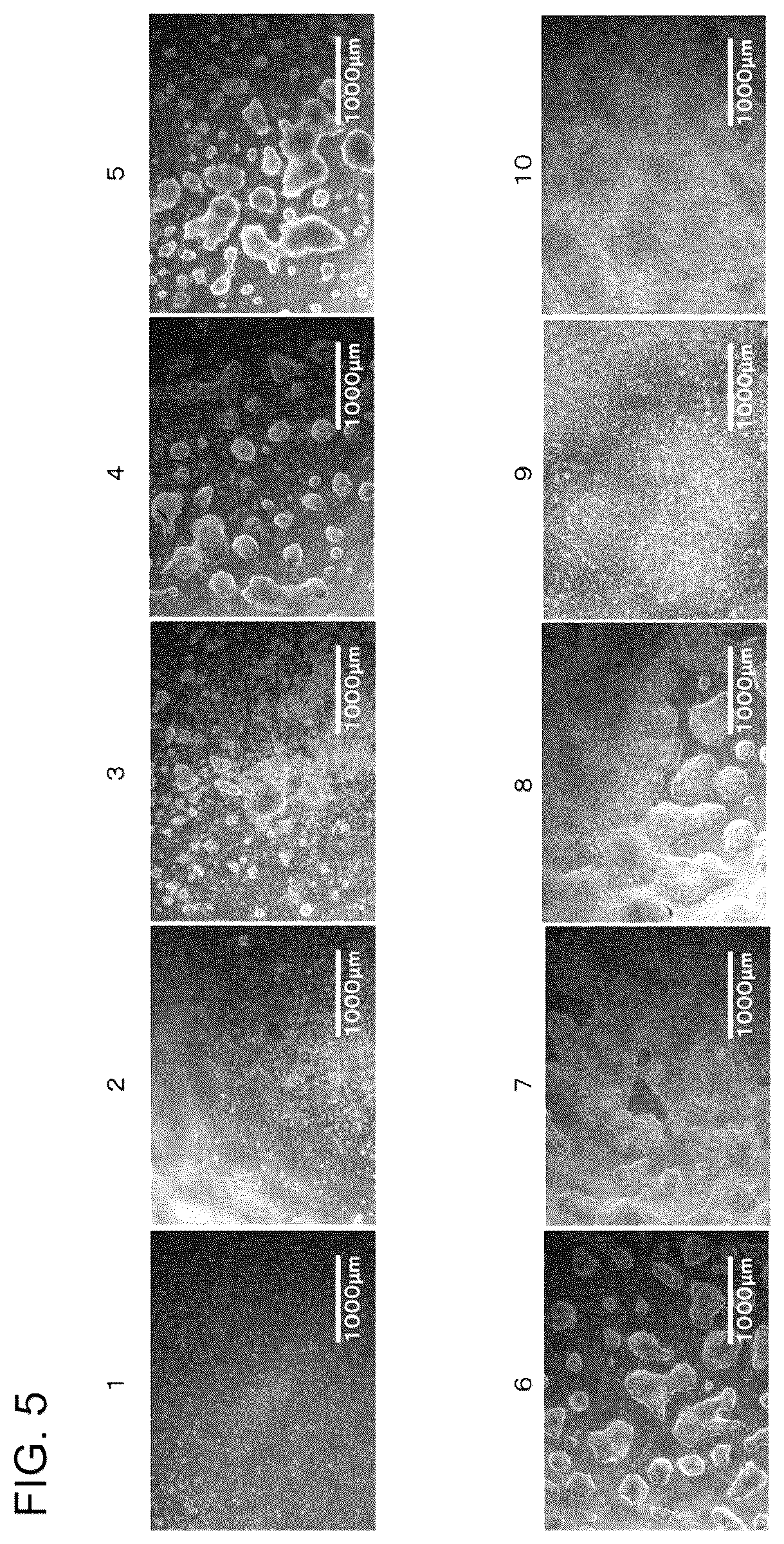 Patent US12157875 Figure 5 – Scaffolding material for cell cultures and cell culture method using same