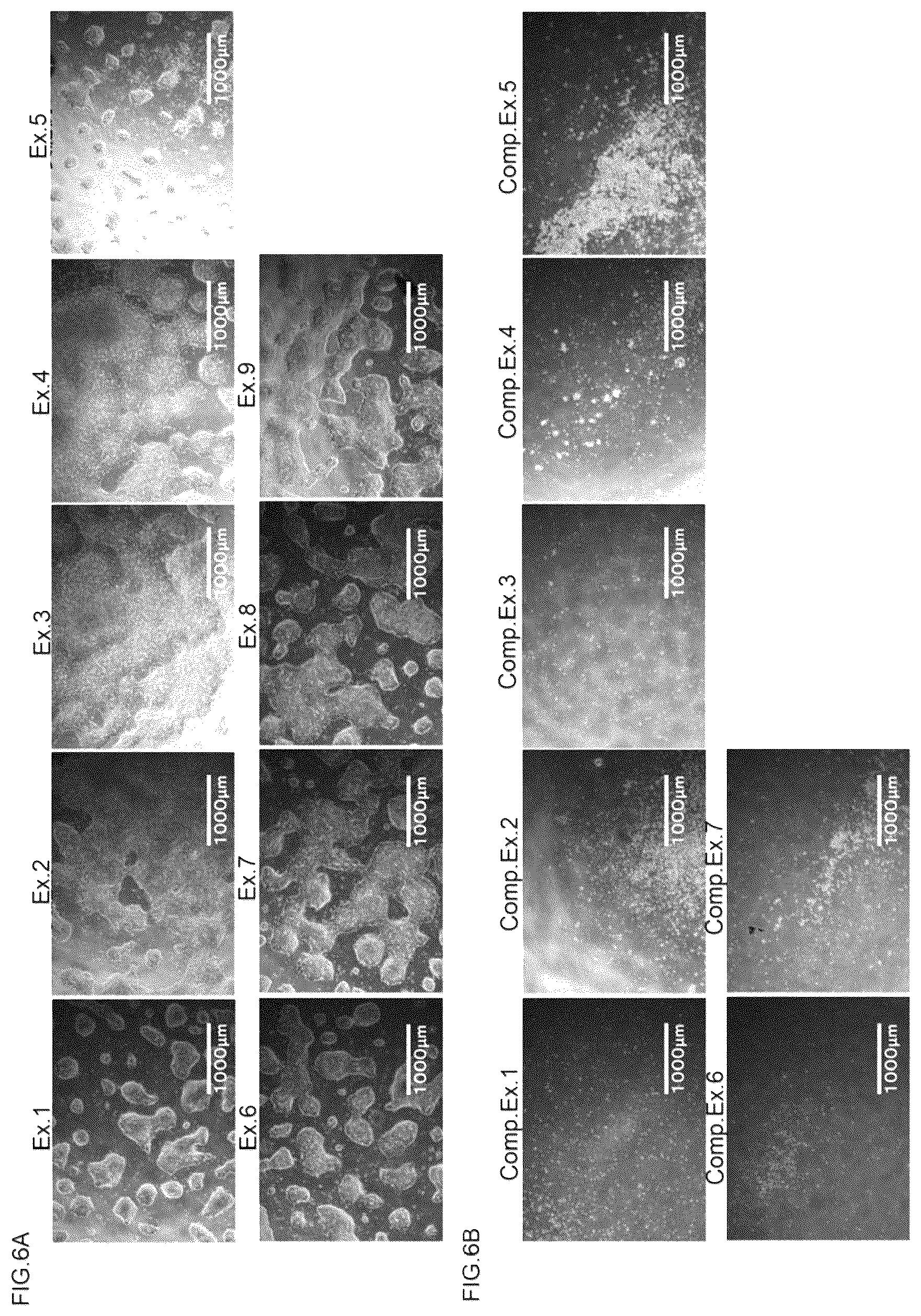 Patent US12157875 Figure 6 – Scaffolding material for cell cultures and cell culture method using same