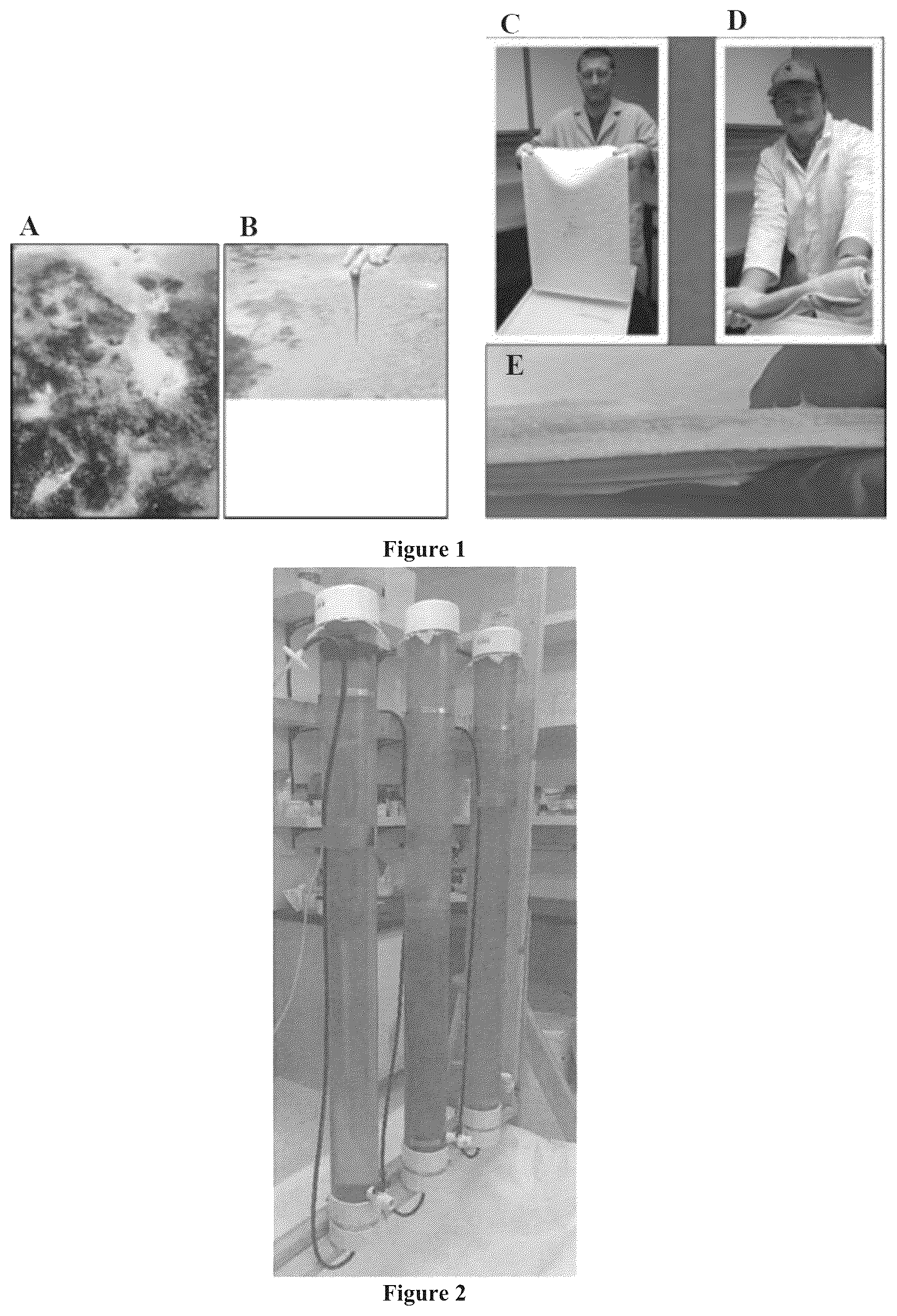 Patent US12157880 Figure 1 – Filamentous fungal biomats, methods of their production and methods of their use