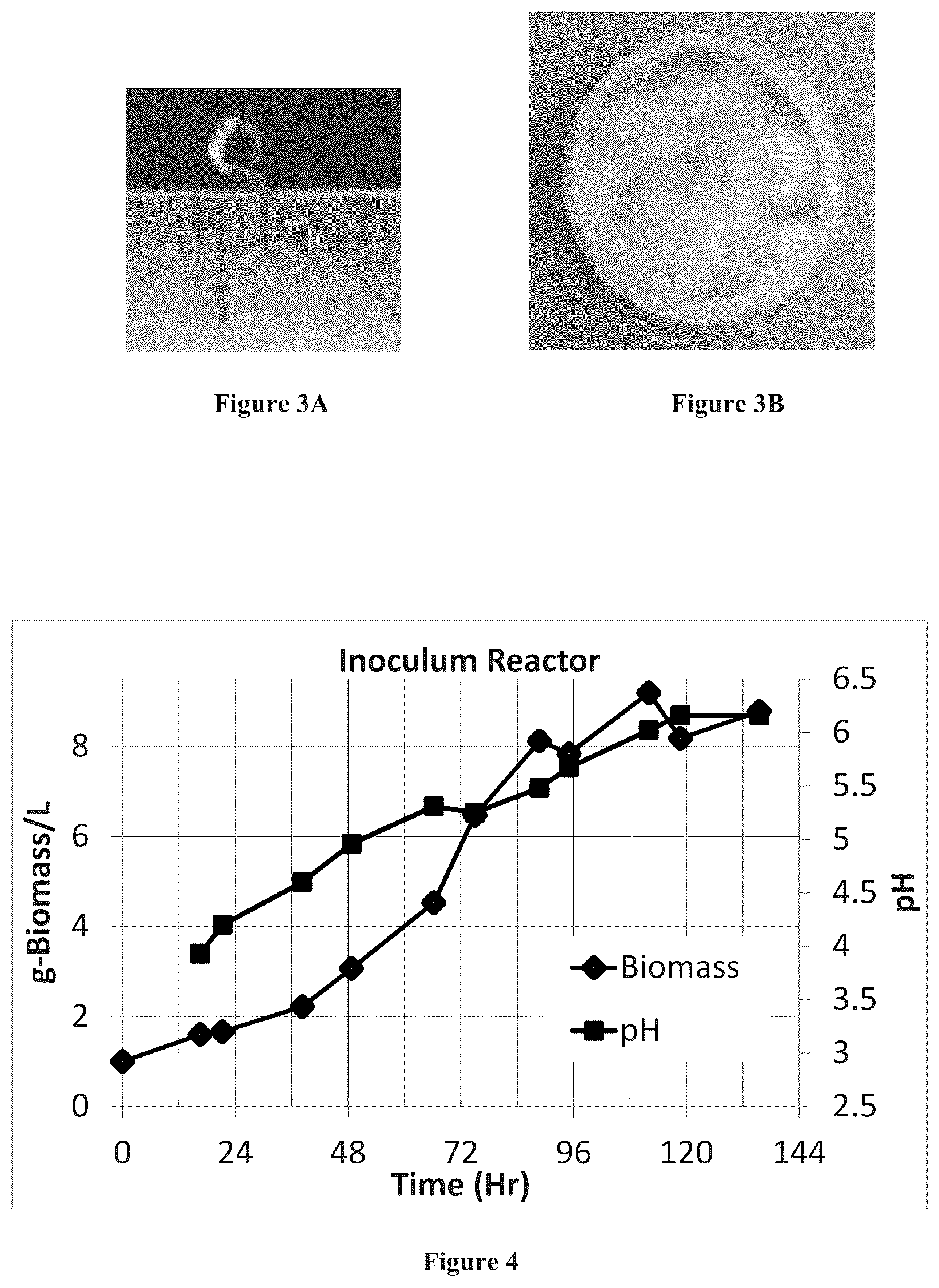 Patent US12157880 Figure 2 – Filamentous fungal biomats, methods of their production and methods of their use