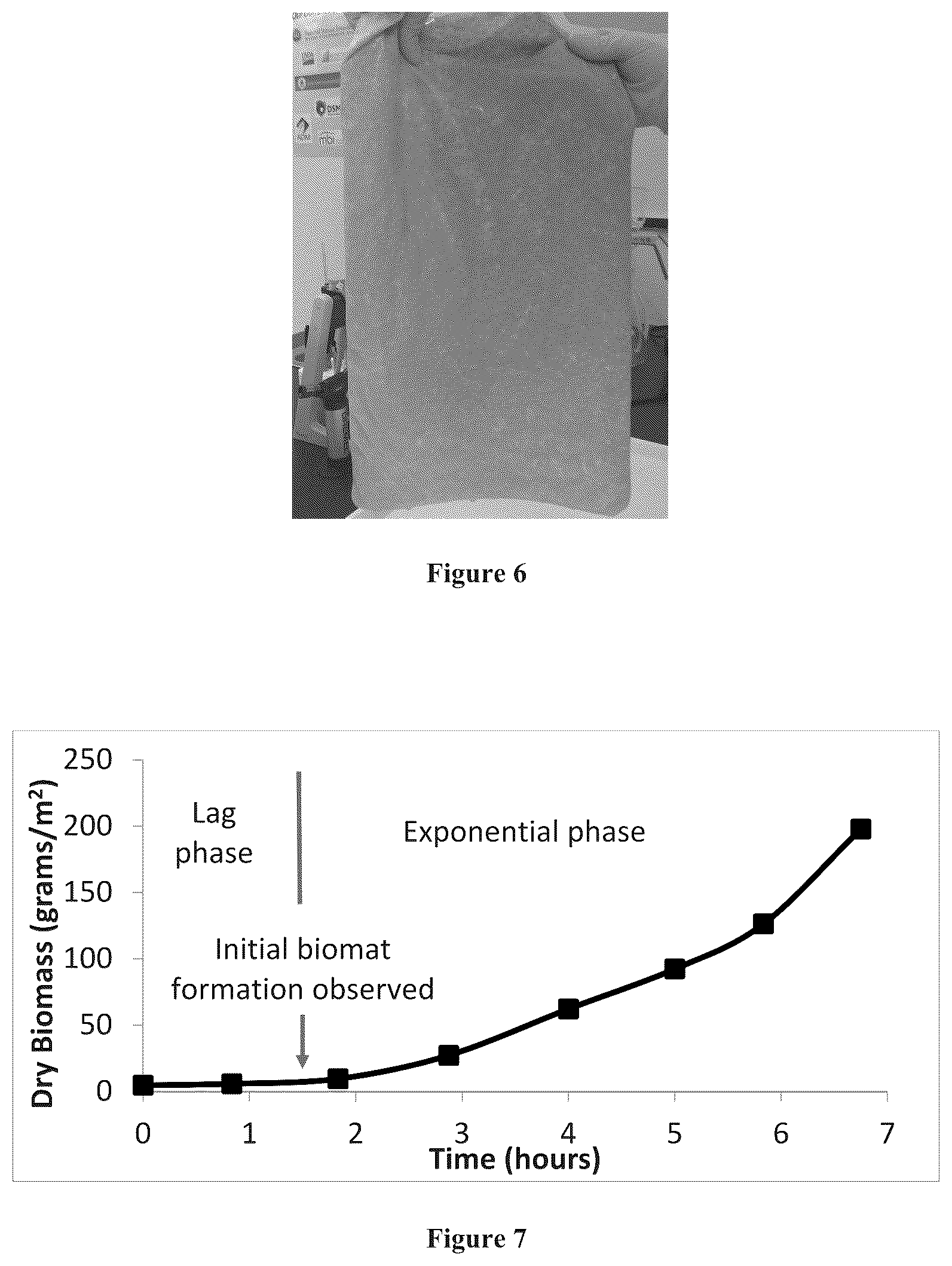 Patent US12157880 Figure 4 – Filamentous fungal biomats, methods of their production and methods of their use
