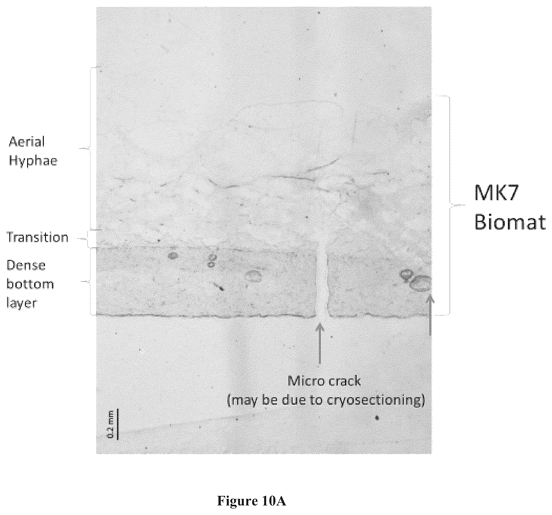 Patent US12157880 Figure 6 – Filamentous fungal biomats, methods of their production and methods of their use
