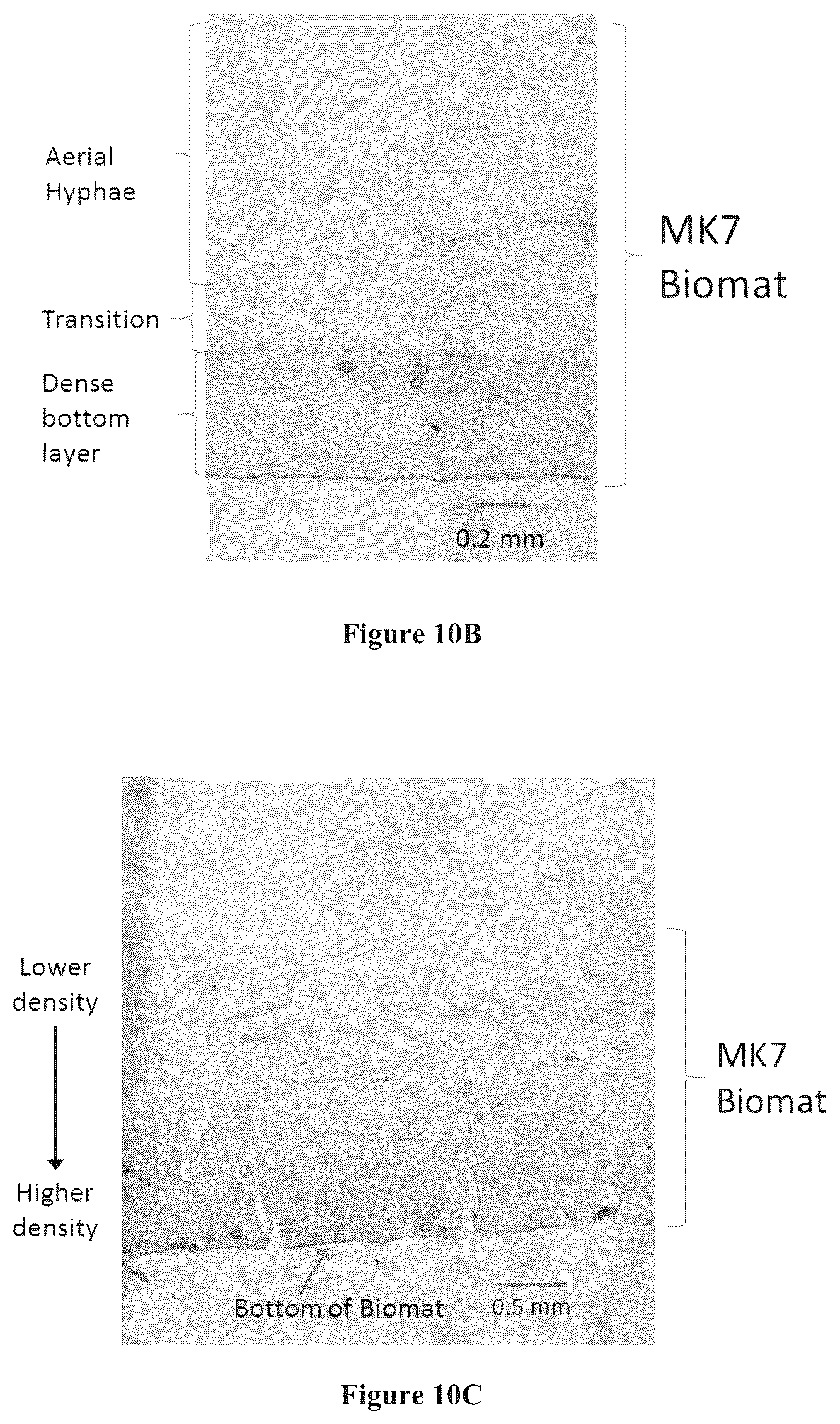 Patent US12157880 Figure 7 – Filamentous fungal biomats, methods of their production and methods of their use
