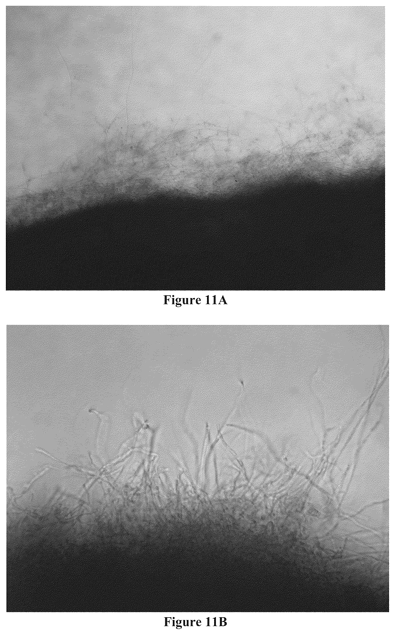 Patent US12157880 Figure 8 – Filamentous fungal biomats, methods of their production and methods of their use
