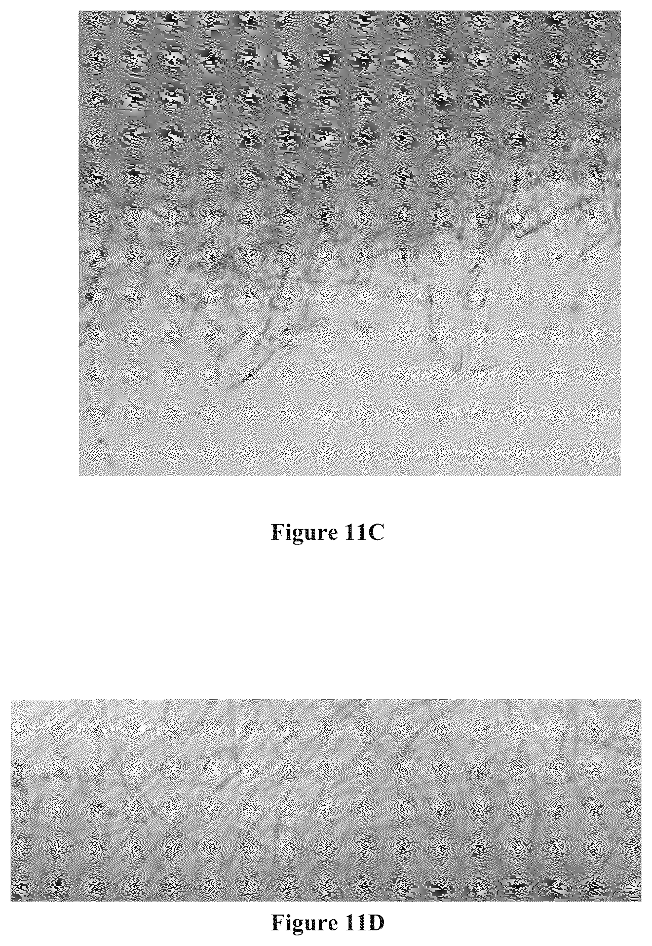 Patent US12157880 Figure 9 – Filamentous fungal biomats, methods of their production and methods of their use