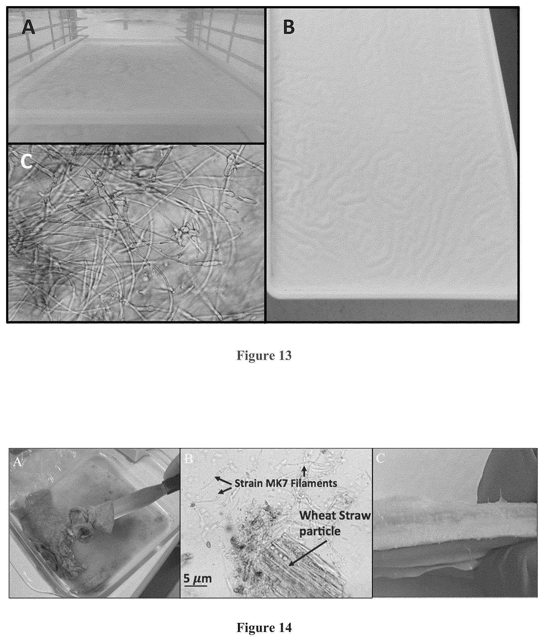 Patent US12157880 Figure 11 – Filamentous fungal biomats, methods of their production and methods of their use