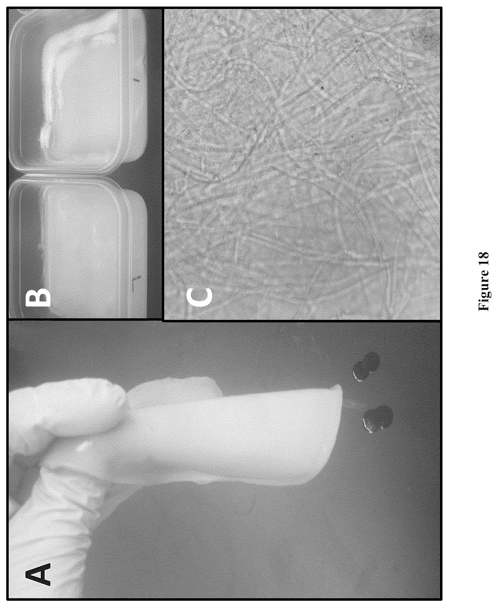 Patent US12157880 Figure 14 – Filamentous fungal biomats, methods of their production and methods of their use