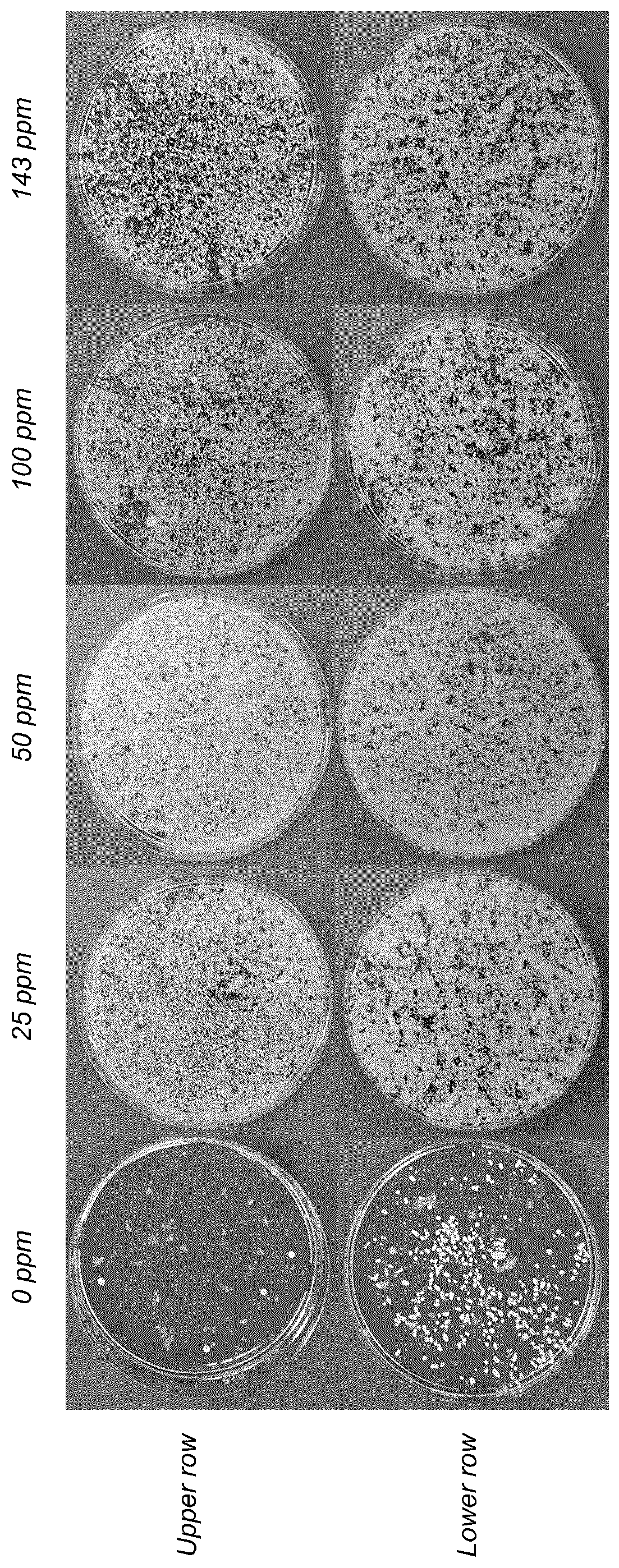 Patent US12157881 Figure 1 – Use of a defoamer for maintaining dispersed morphology in submerged fungal fermentation