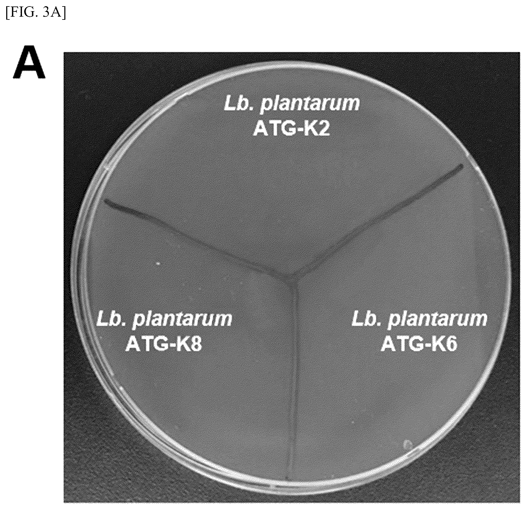 Patent US12157882 Figure 3 – Lactobacillus plantarum strain ATG-K2, ATG-K6 or ATG-K8, and composition for preventing or treating vaginitis comprising same