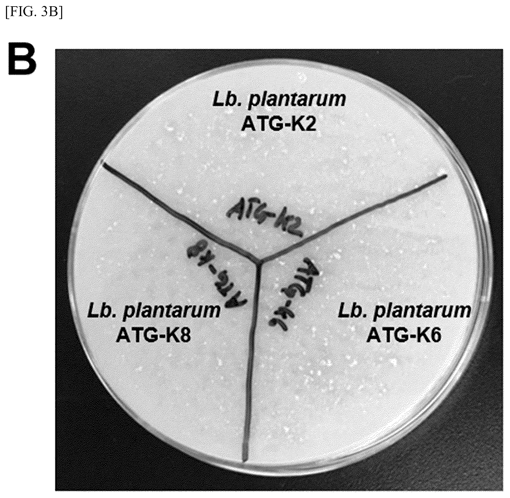 Patent US12157882 Figure 4 – Lactobacillus plantarum strain ATG-K2, ATG-K6 or ATG-K8, and composition for preventing or treating vaginitis comprising same