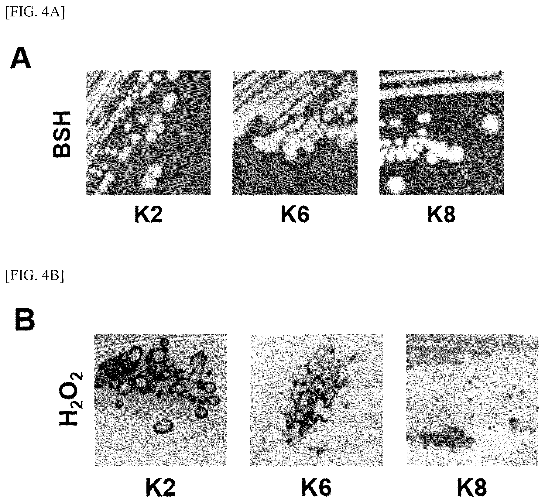 Patent US12157882 Figure 5 – Lactobacillus plantarum strain ATG-K2, ATG-K6 or ATG-K8, and composition for preventing or treating vaginitis comprising same