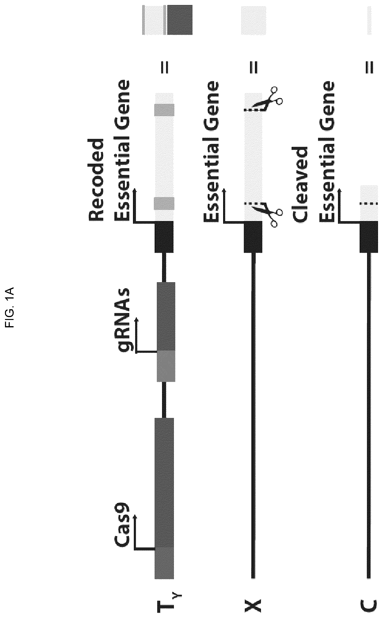 Patent US12157883 Figure 1 – DNA sequence modification-based gene drive