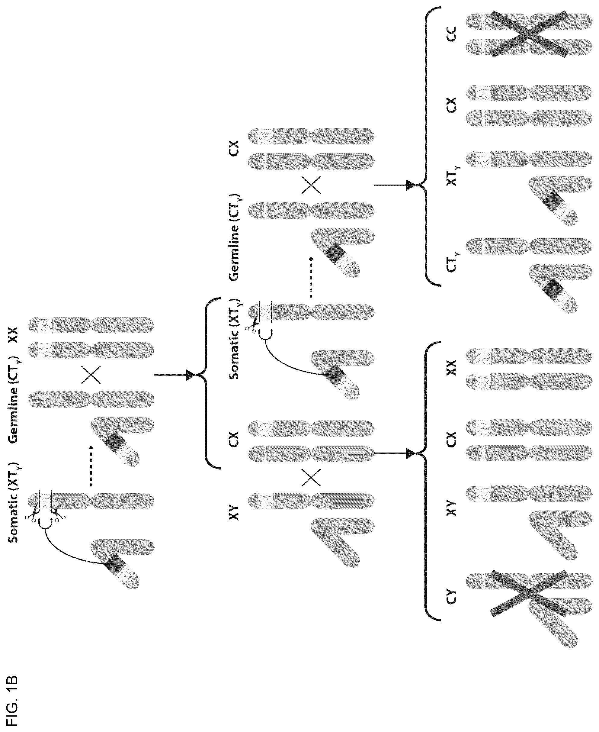 Patent US12157883 Figure 2 – DNA sequence modification-based gene drive