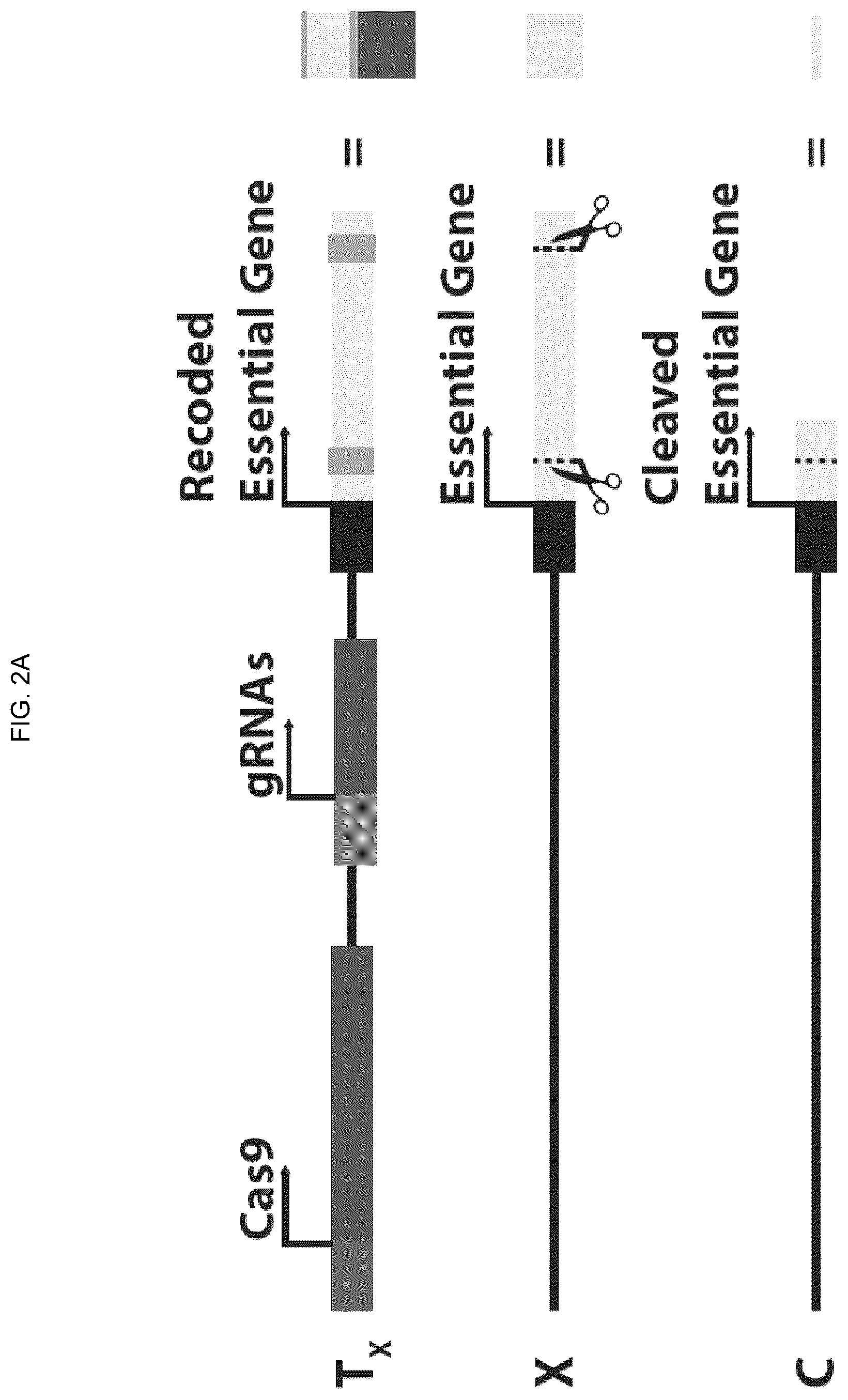 Patent US12157883 Figure 4 – DNA sequence modification-based gene drive
