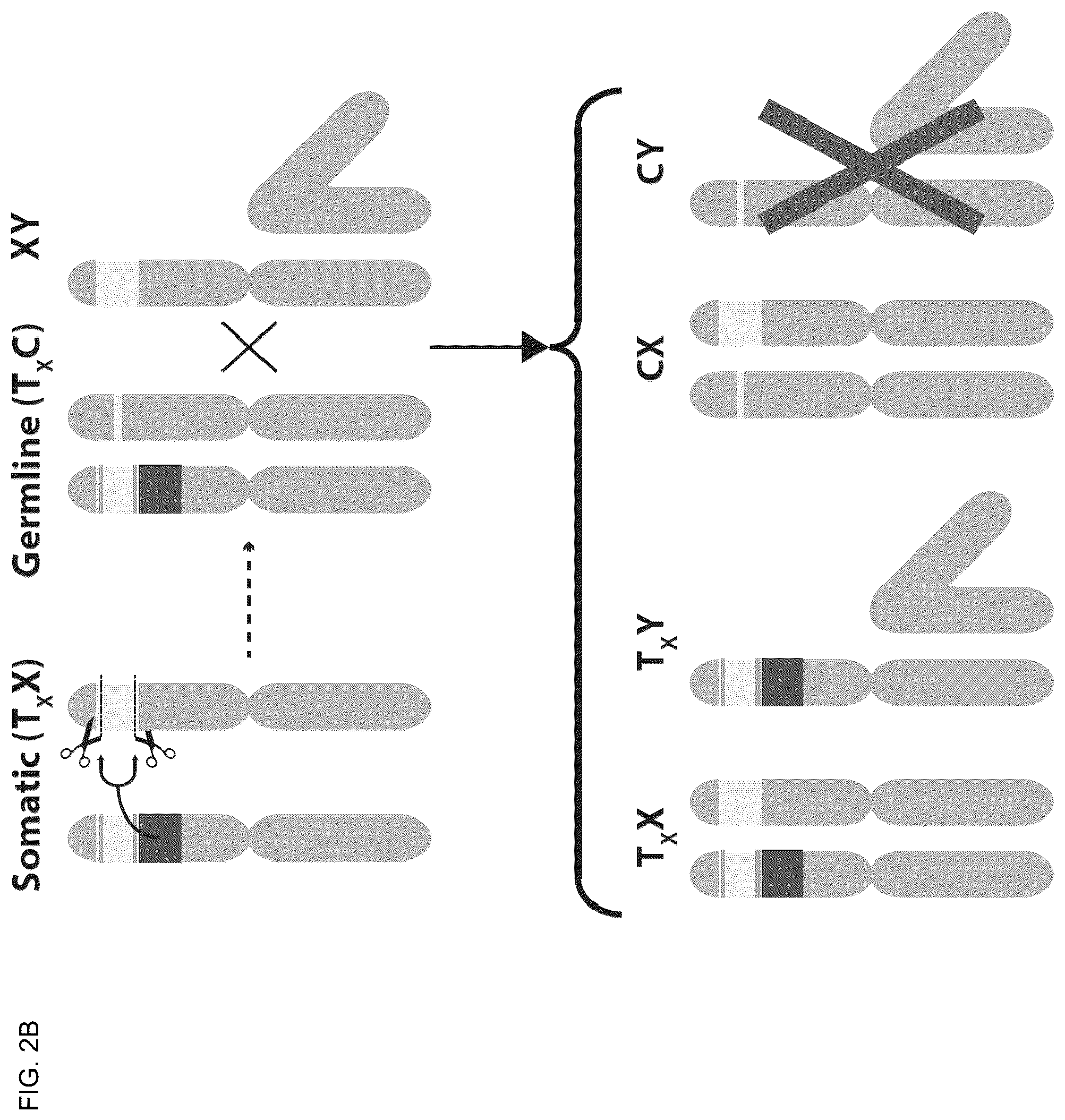 Patent US12157883 Figure 5 – DNA sequence modification-based gene drive