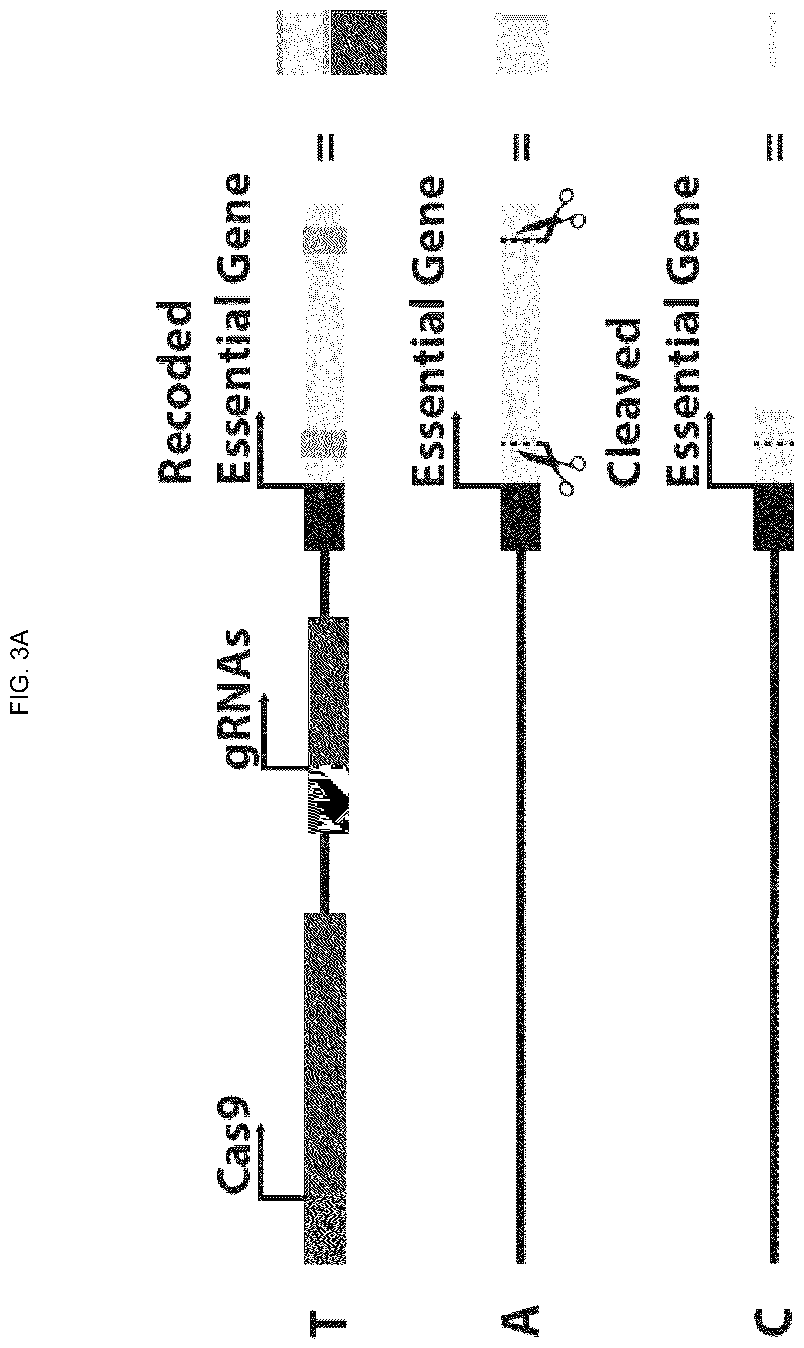 Patent US12157883 Figure 7 – DNA sequence modification-based gene drive