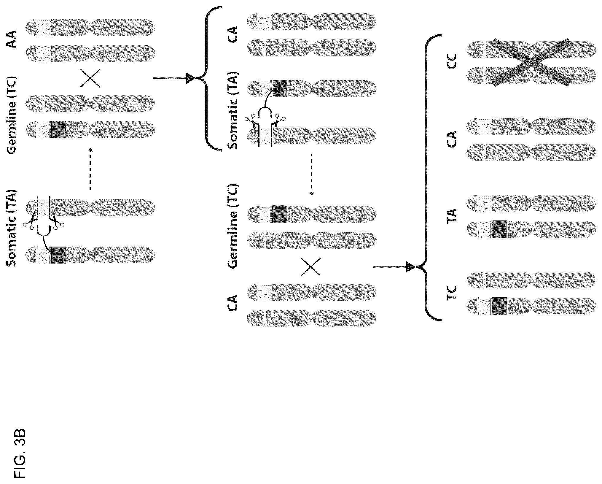 Patent US12157883 Figure 8 – DNA sequence modification-based gene drive