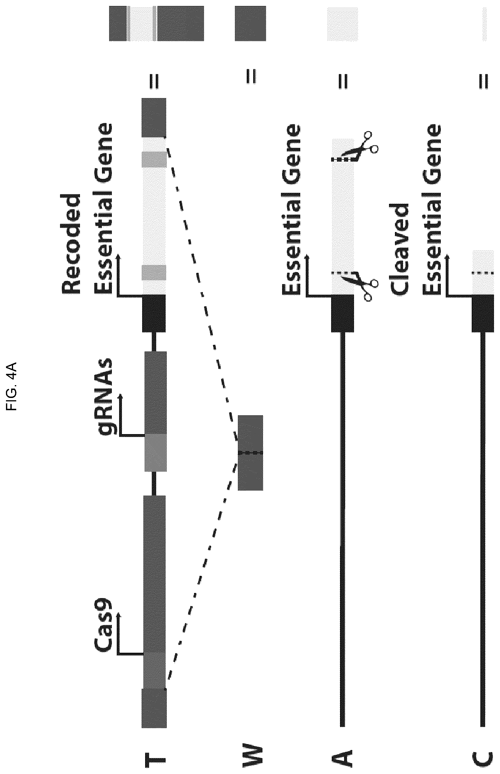 Patent US12157883 Figure 10 – DNA sequence modification-based gene drive