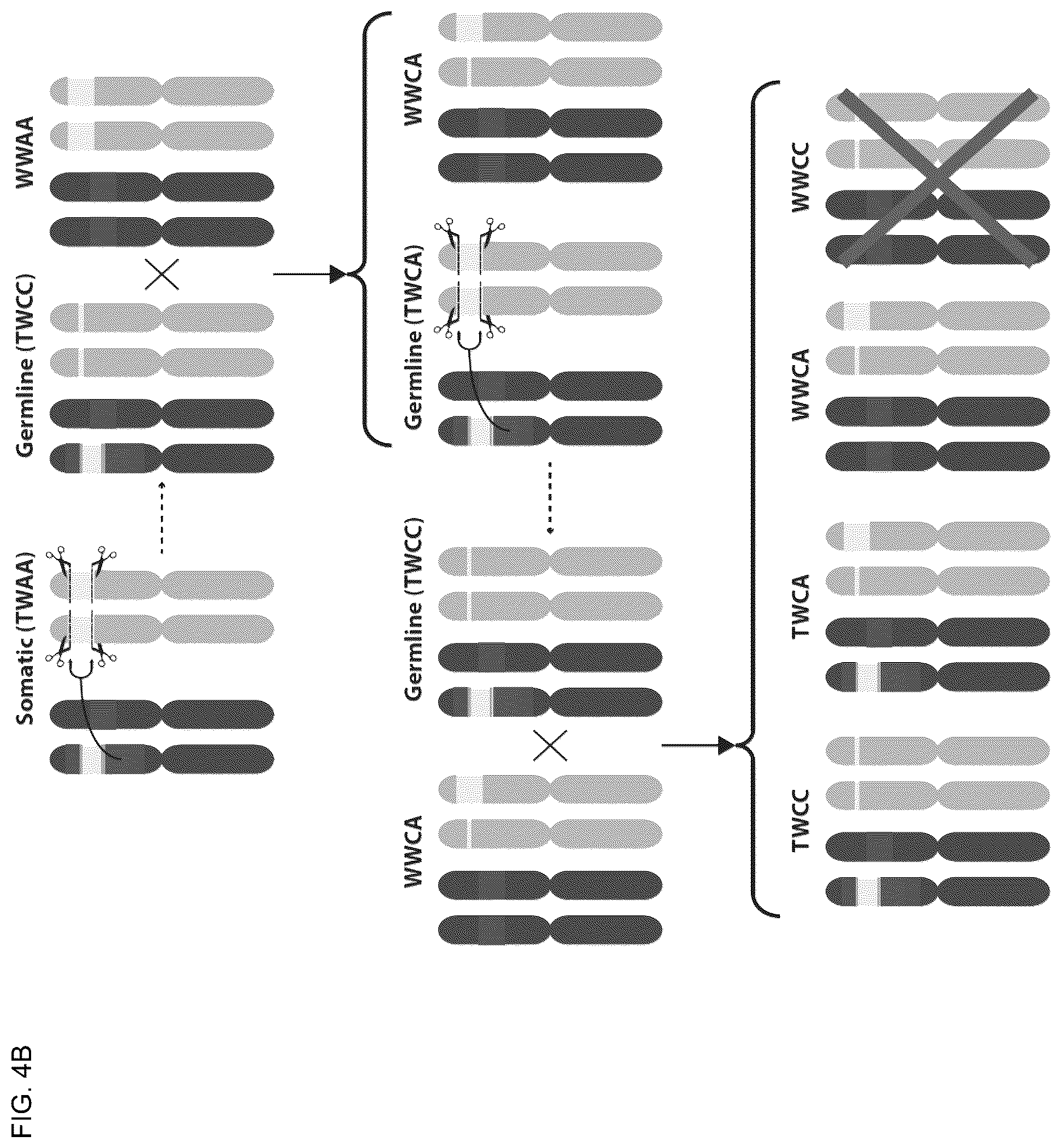 Patent US12157883 Figure 11 – DNA sequence modification-based gene drive