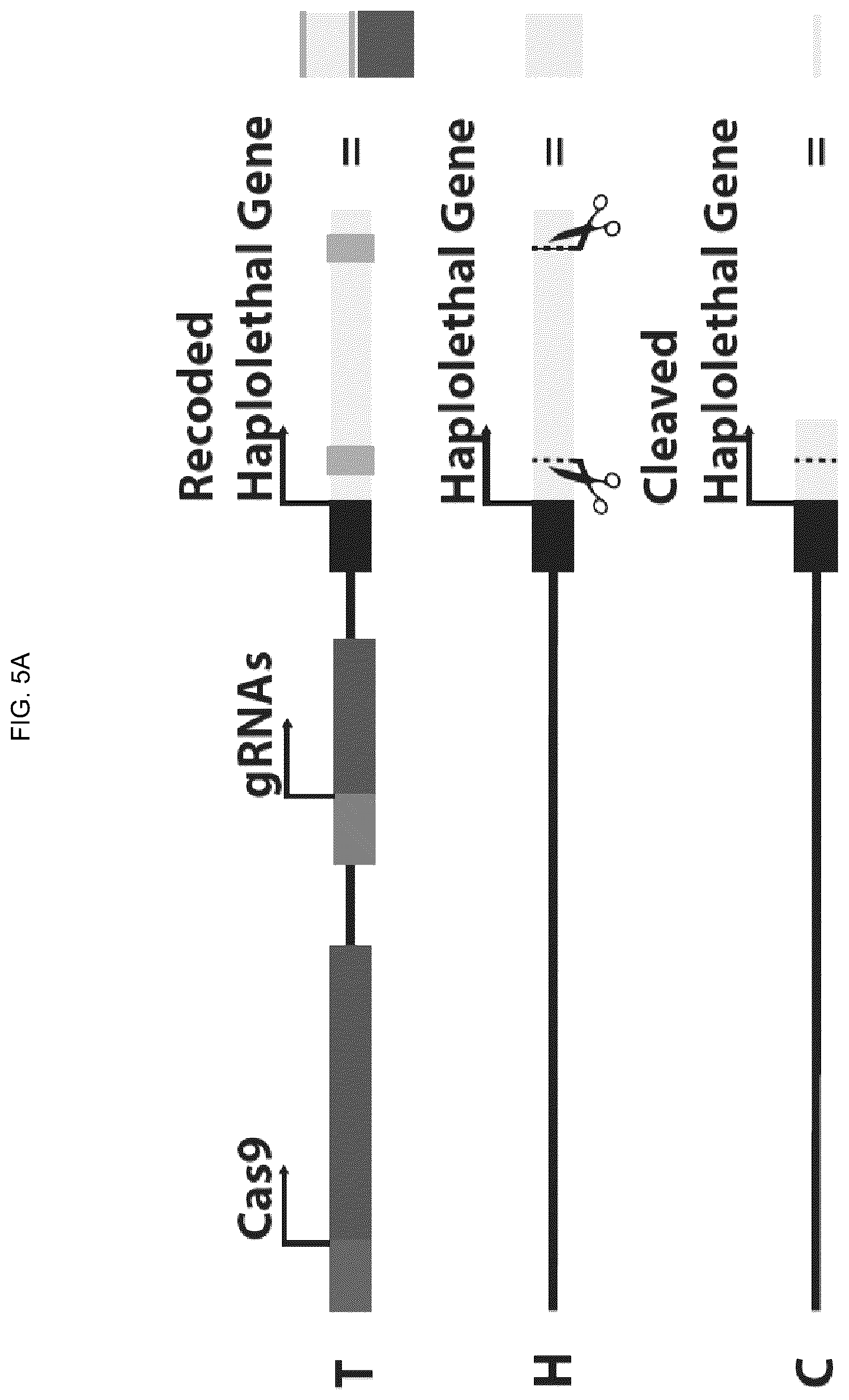 Patent US12157883 Figure 13 – DNA sequence modification-based gene drive