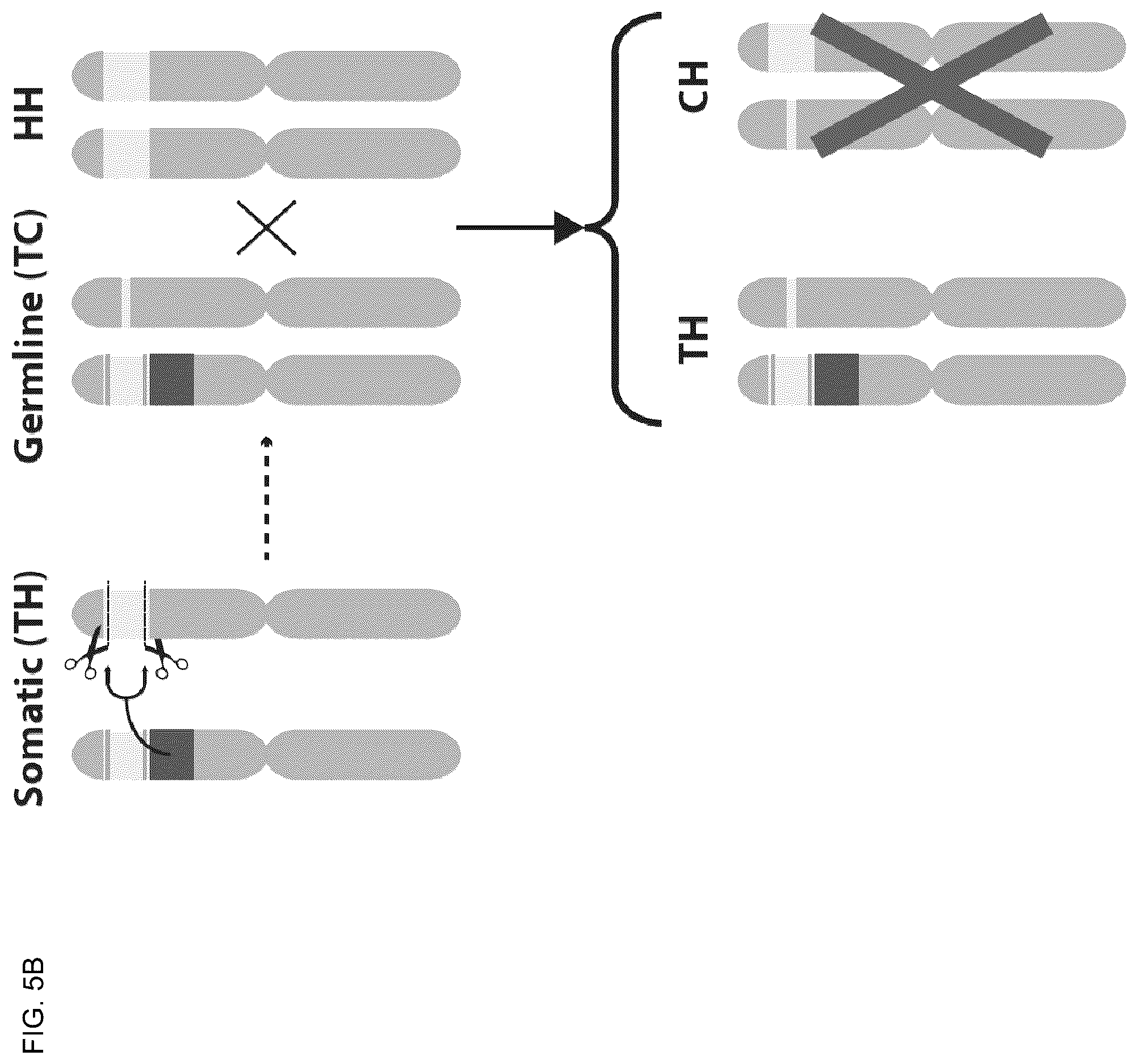 Patent US12157883 Figure 14 – DNA sequence modification-based gene drive