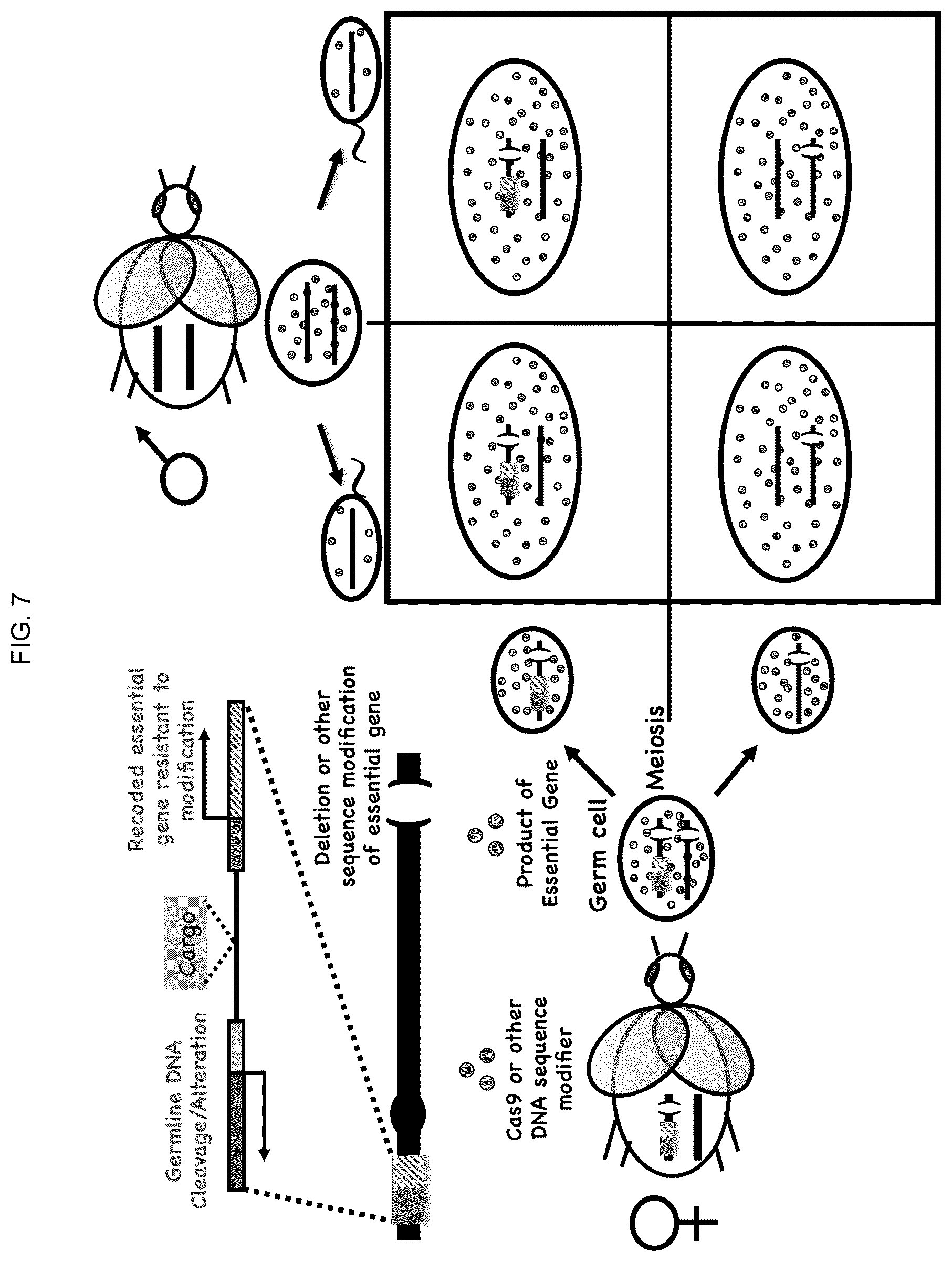 Patent US12157883 Figure 17 – DNA sequence modification-based gene drive