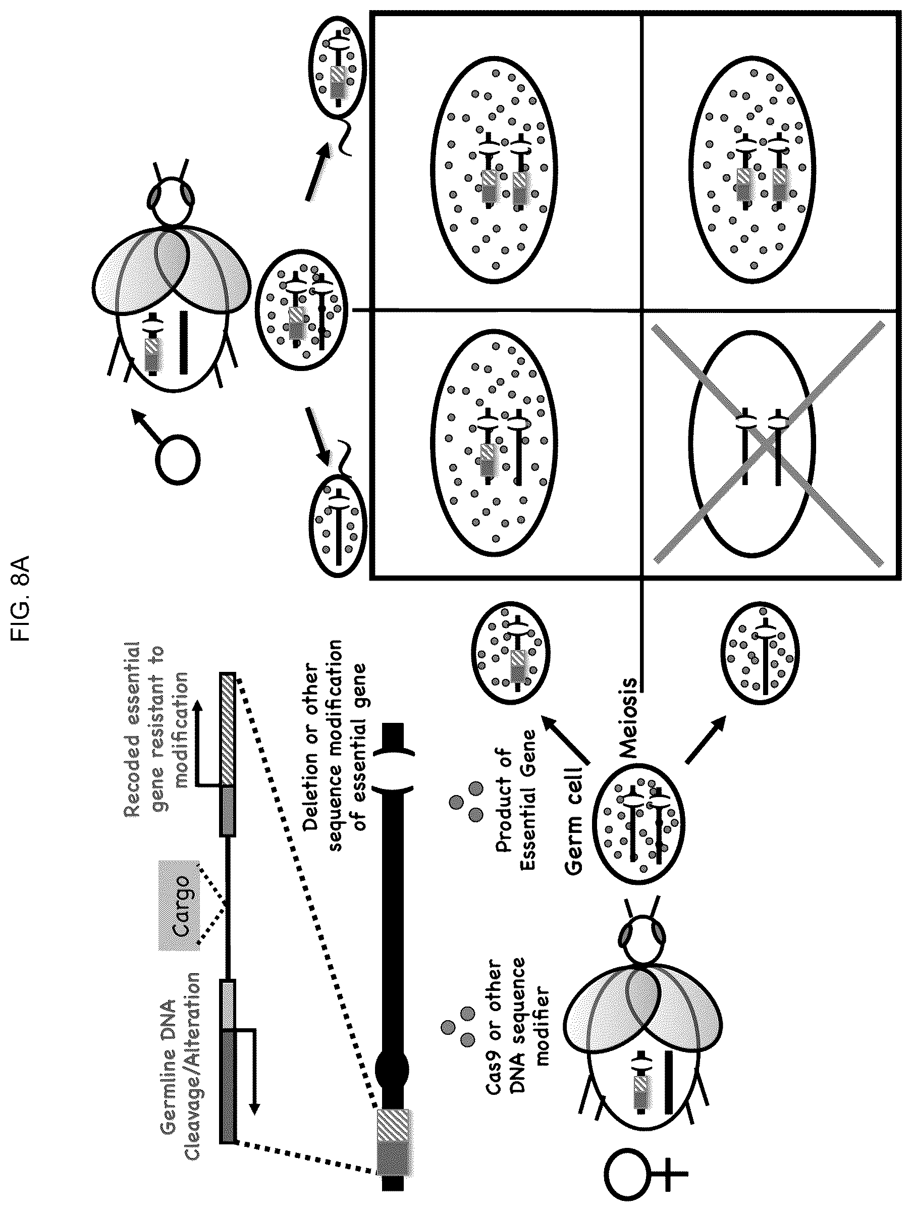 Patent US12157883 Figure 18 – DNA sequence modification-based gene drive