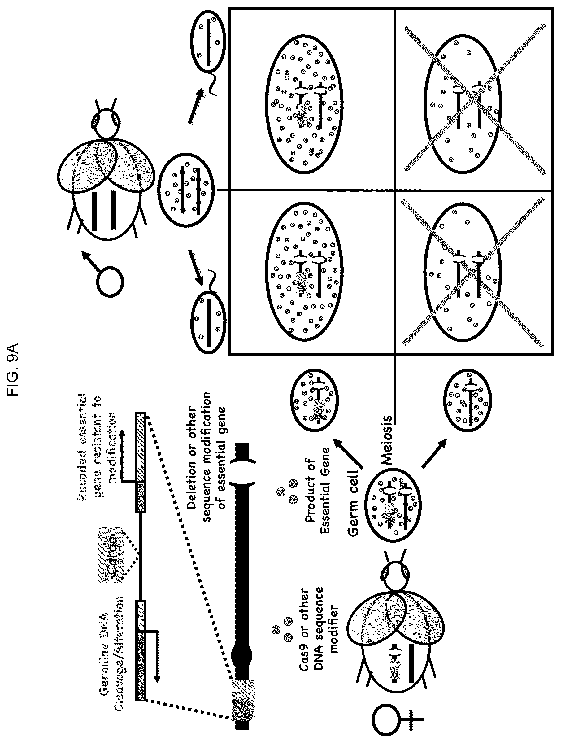 Patent US12157883 Figure 20 – DNA sequence modification-based gene drive