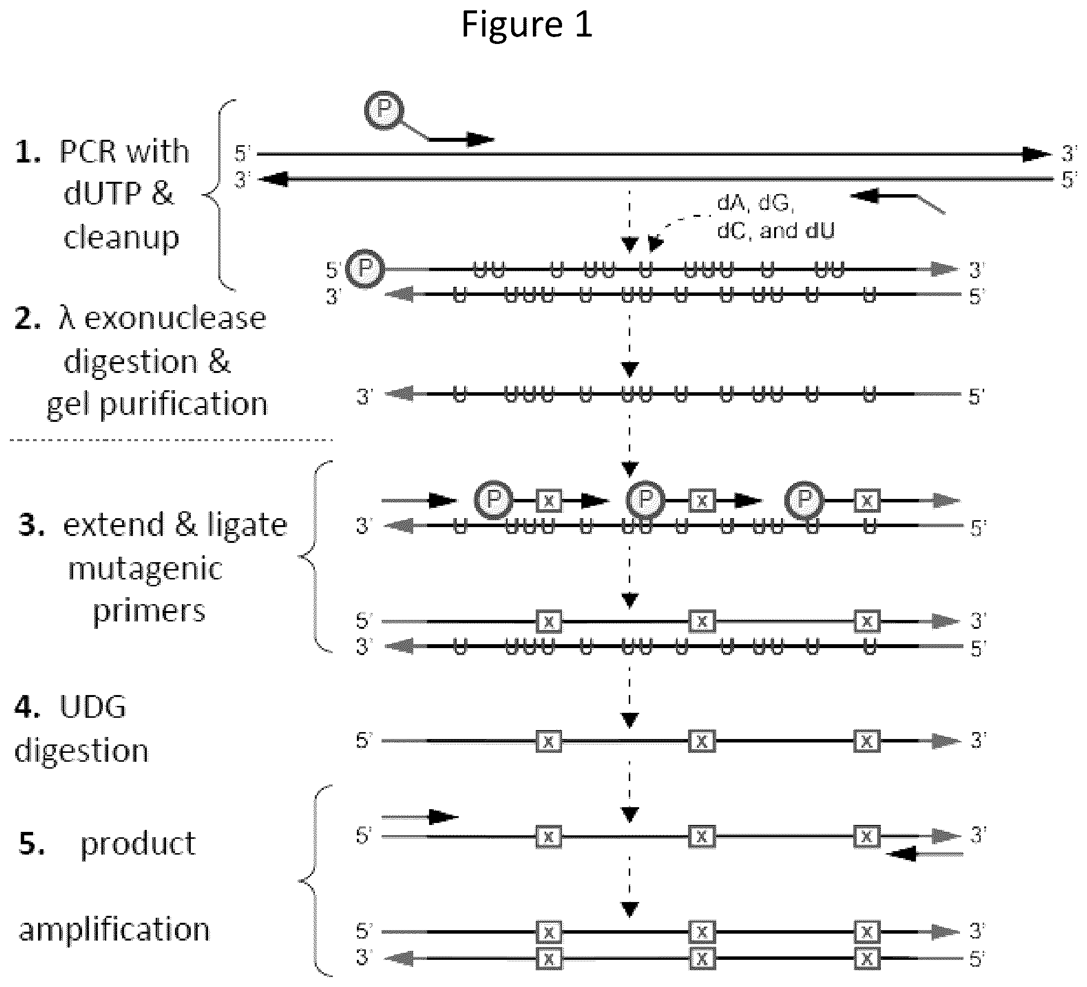 Patent US12157884 Figure 1 – Method of generating targeted DNA libraries