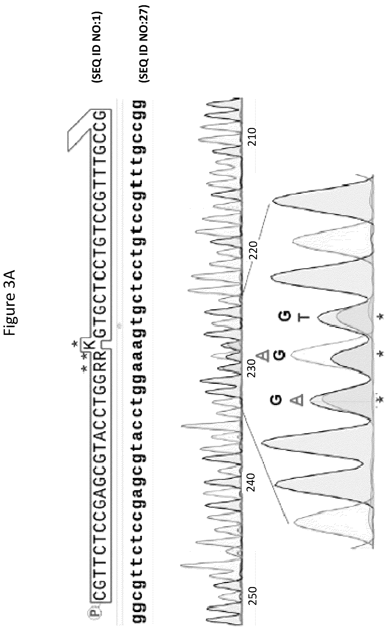 Patent US12157884 Figure 3 – Method of generating targeted DNA libraries