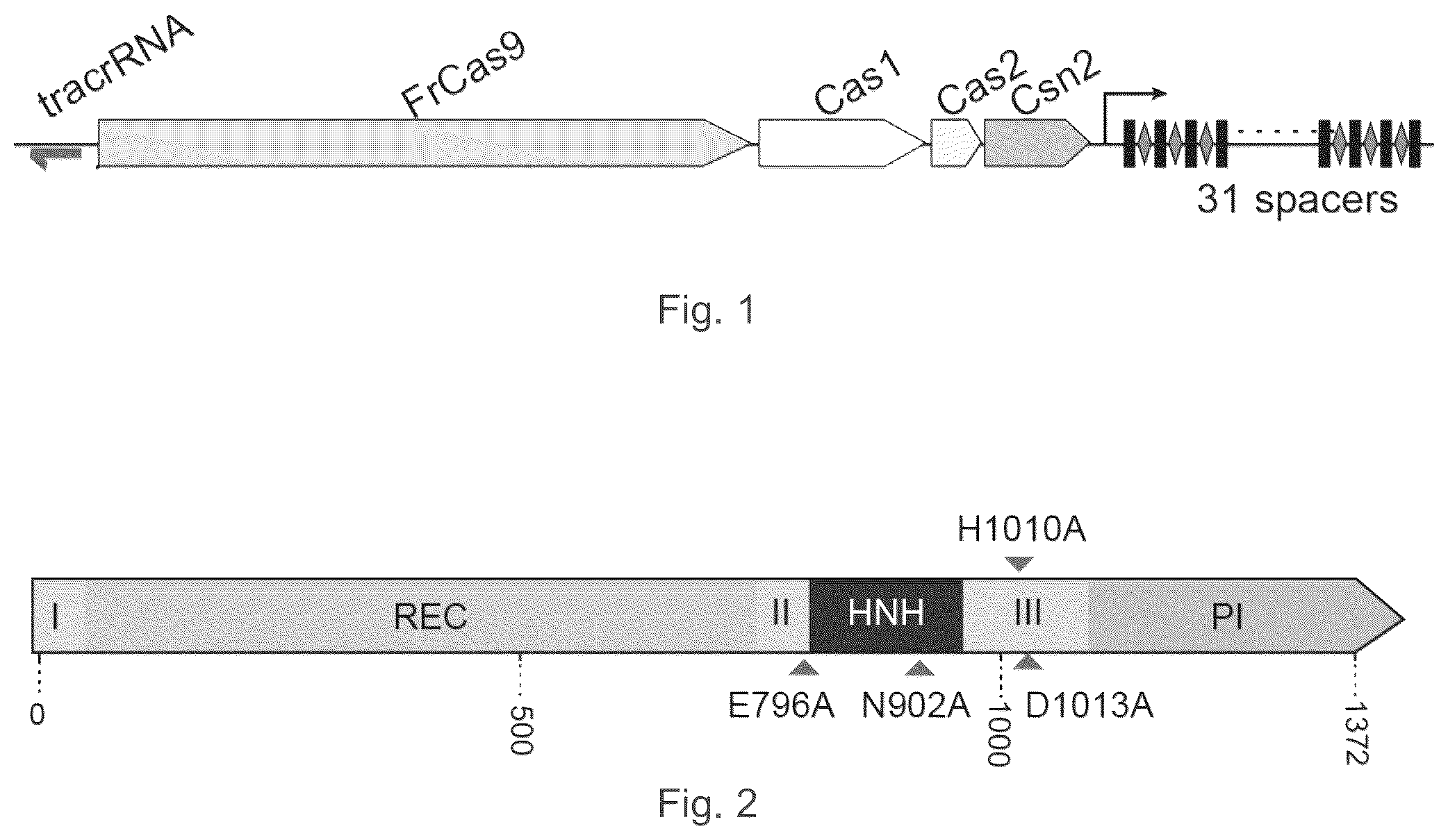 Patent US12157886 Figure 1 – Type II CRISPR/Cas9 genome editing system and the application thereof