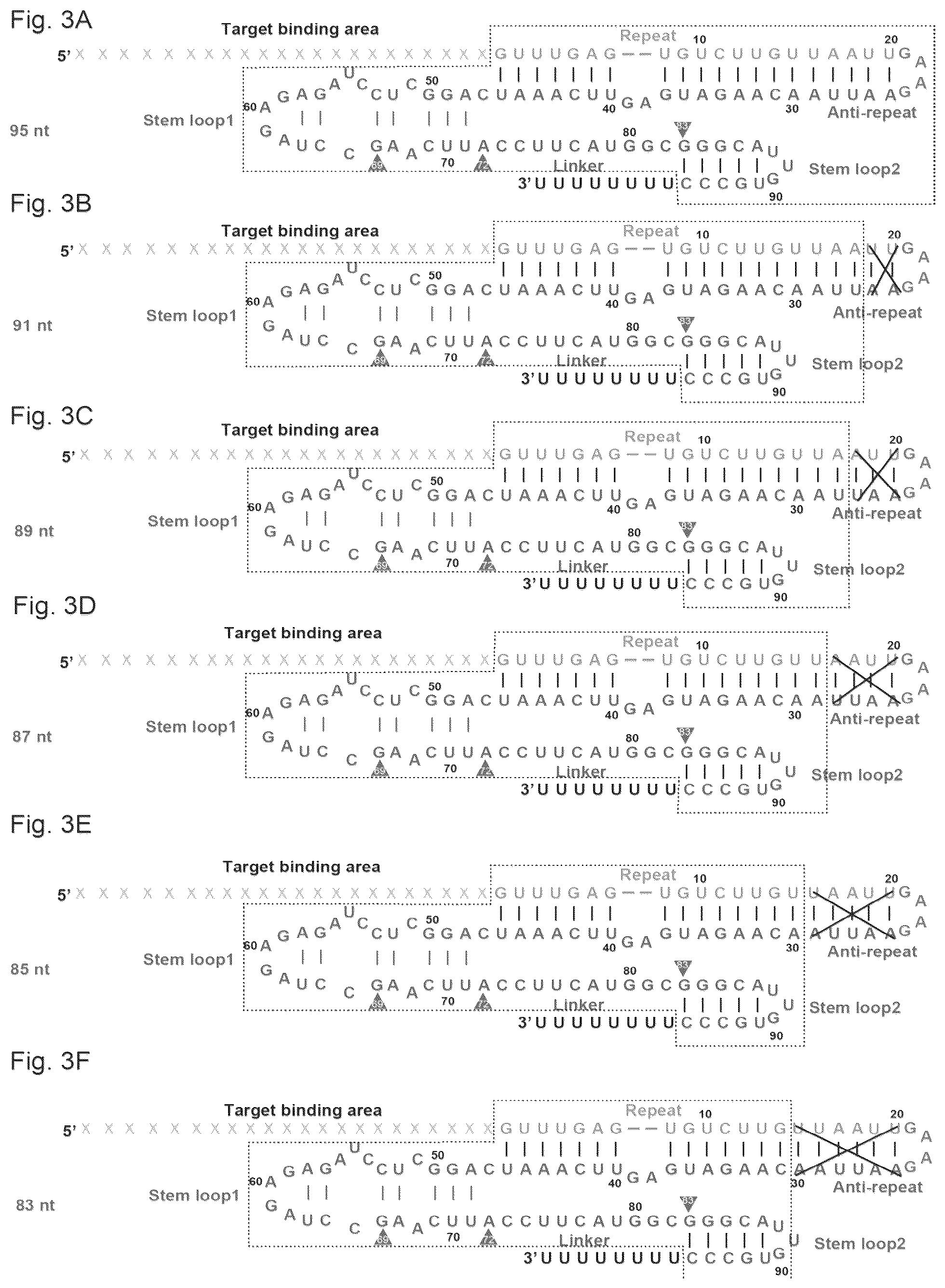 Patent US12157886 Figure 2 – Type II CRISPR/Cas9 genome editing system and the application thereof