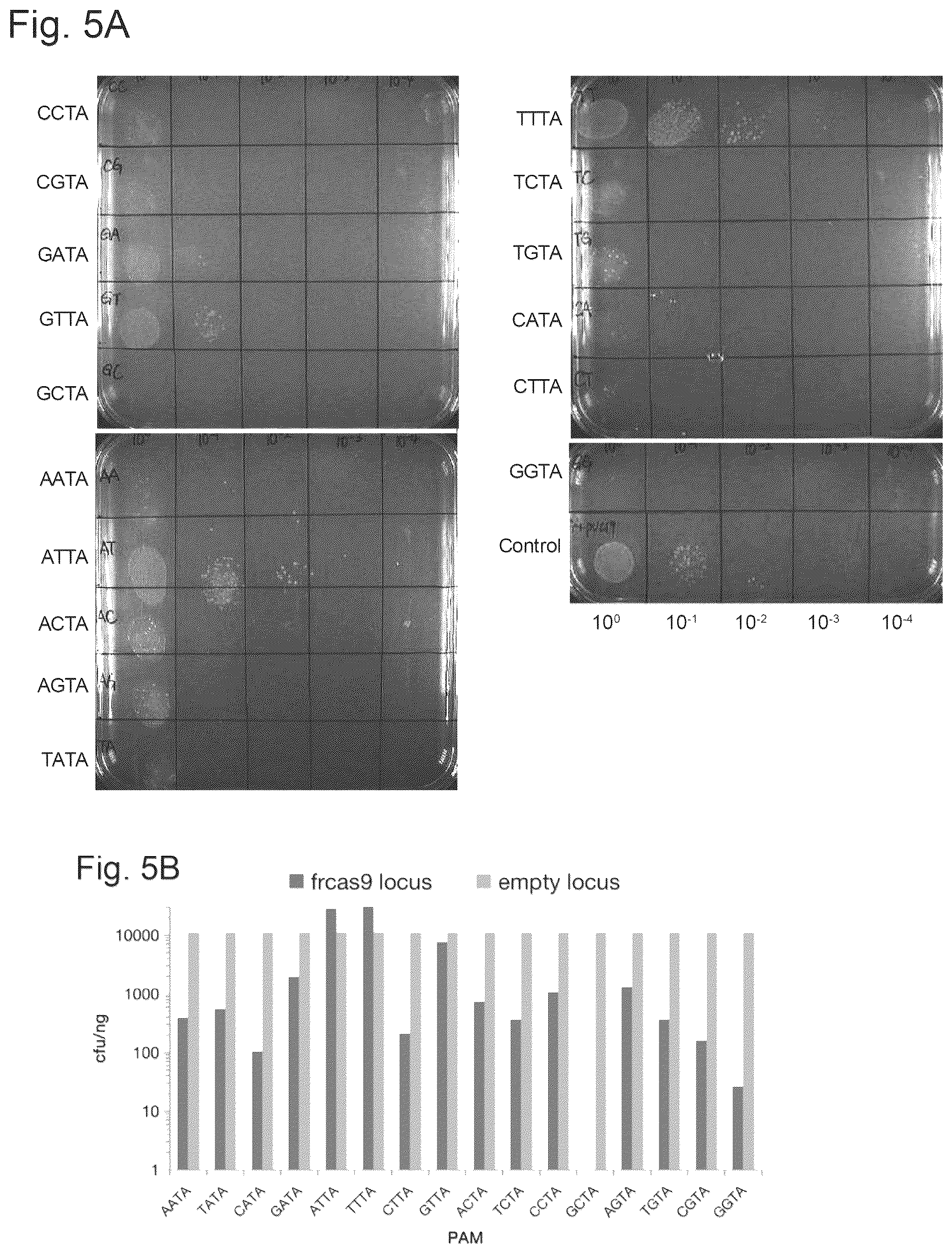 Patent US12157886 Figure 4 – Type II CRISPR/Cas9 genome editing system and the application thereof